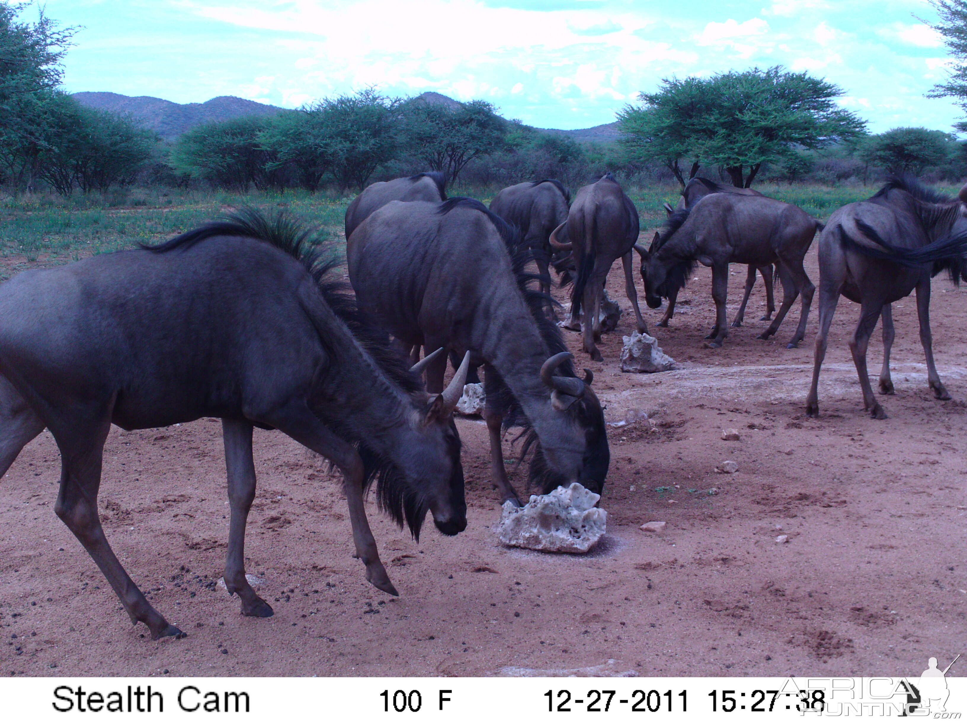 Trail Camera Namibia