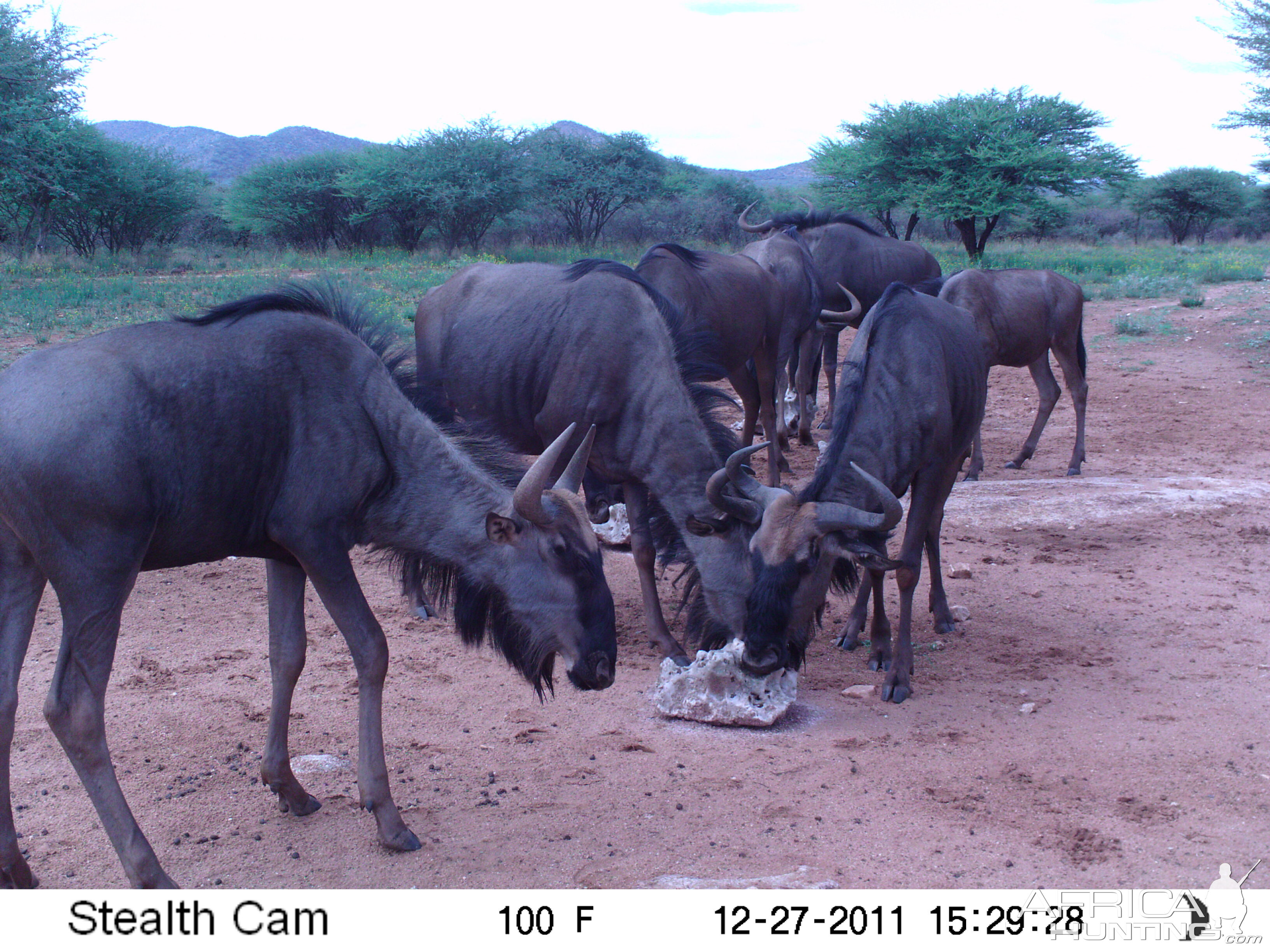 Trail Camera Namibia