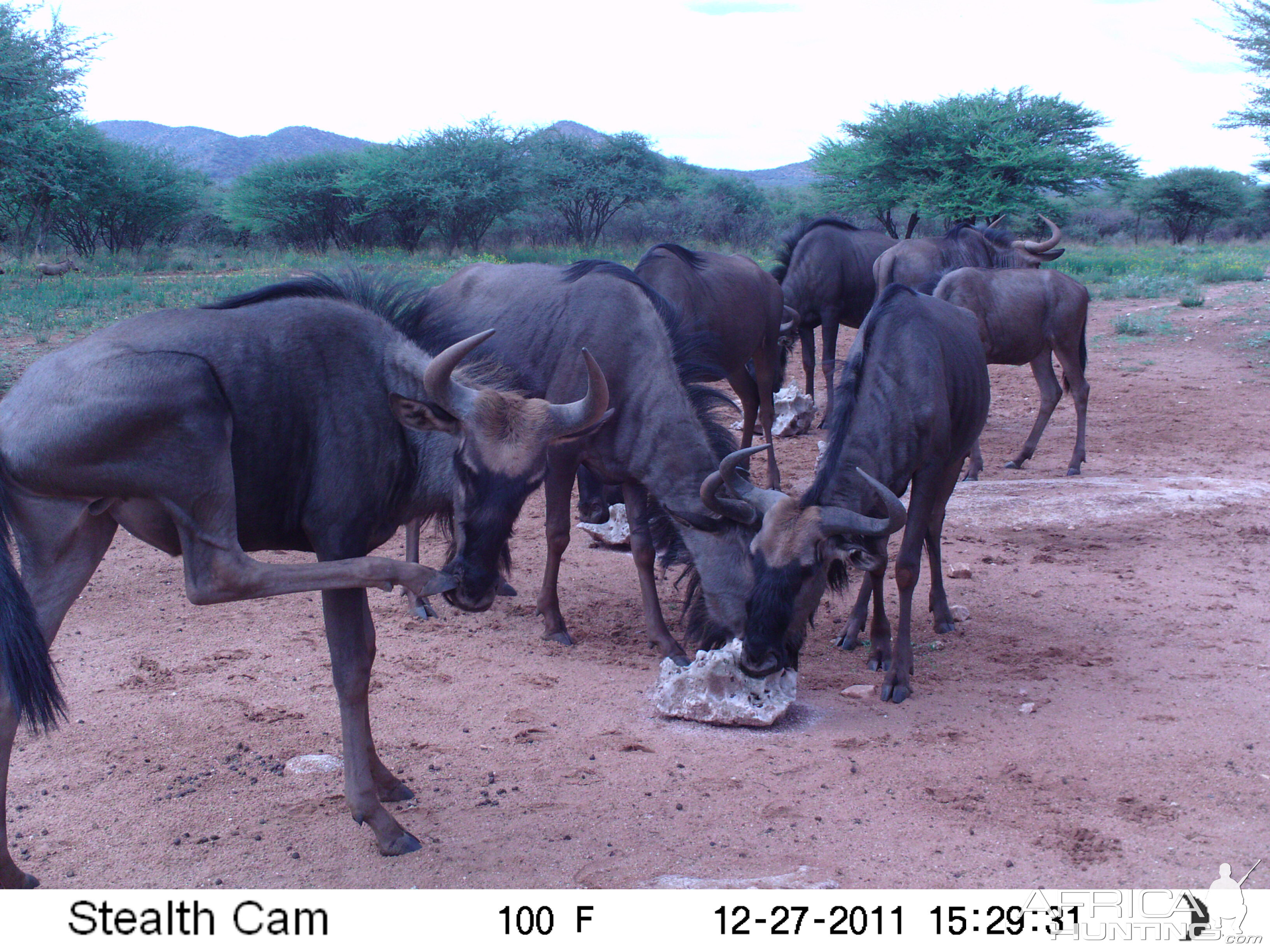 Trail Camera Namibia