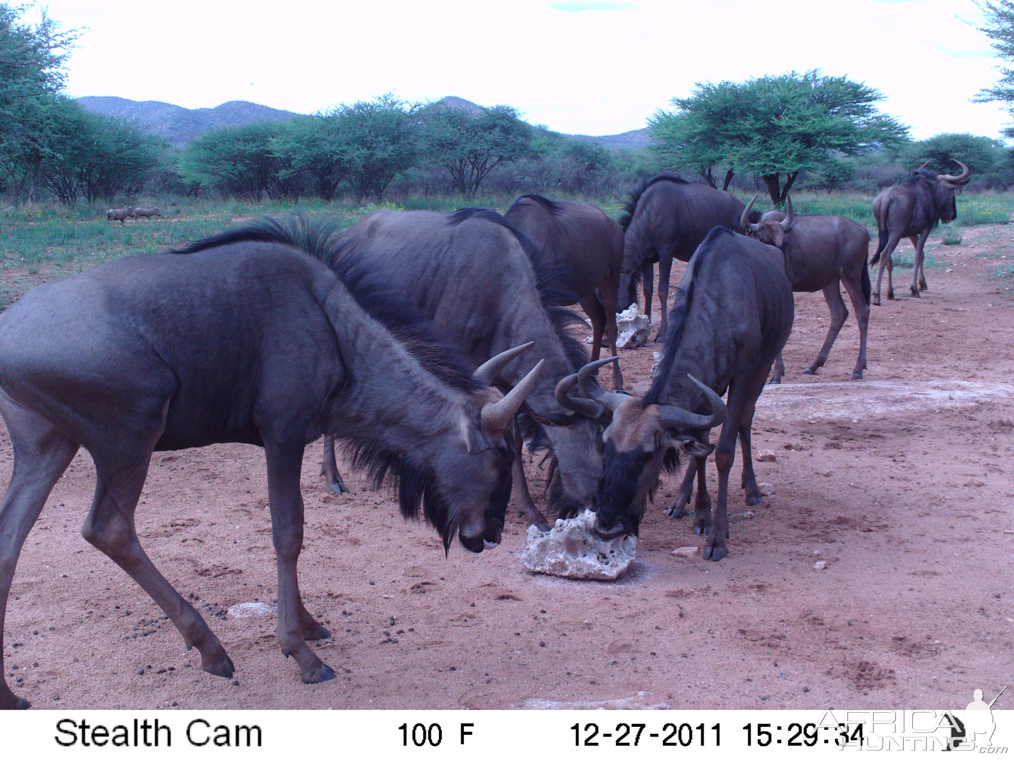 Trail Camera Namibia