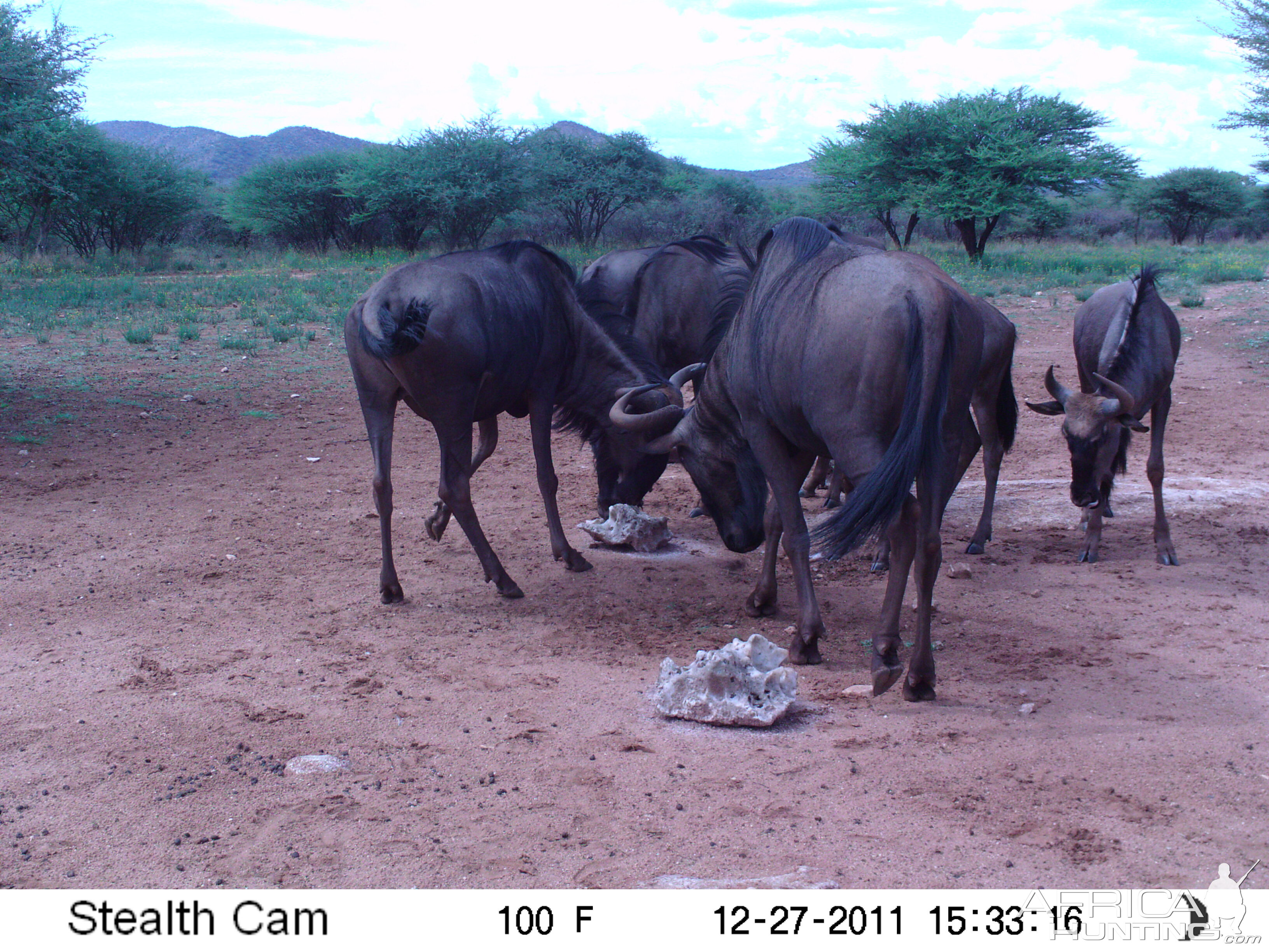 Trail Camera Namibia