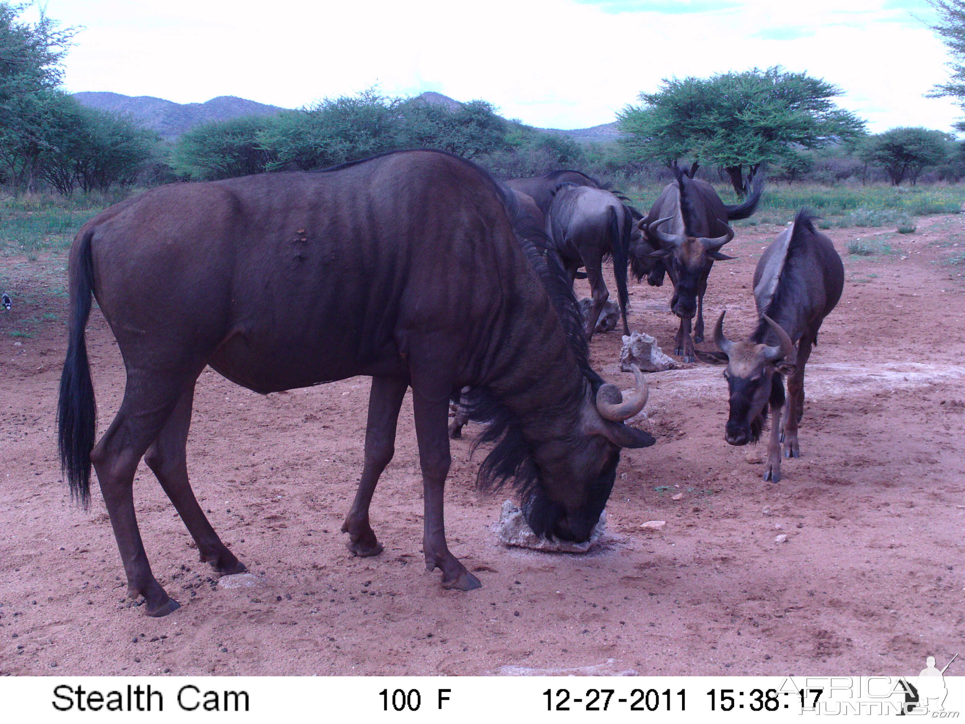 Trail Camera Namibia