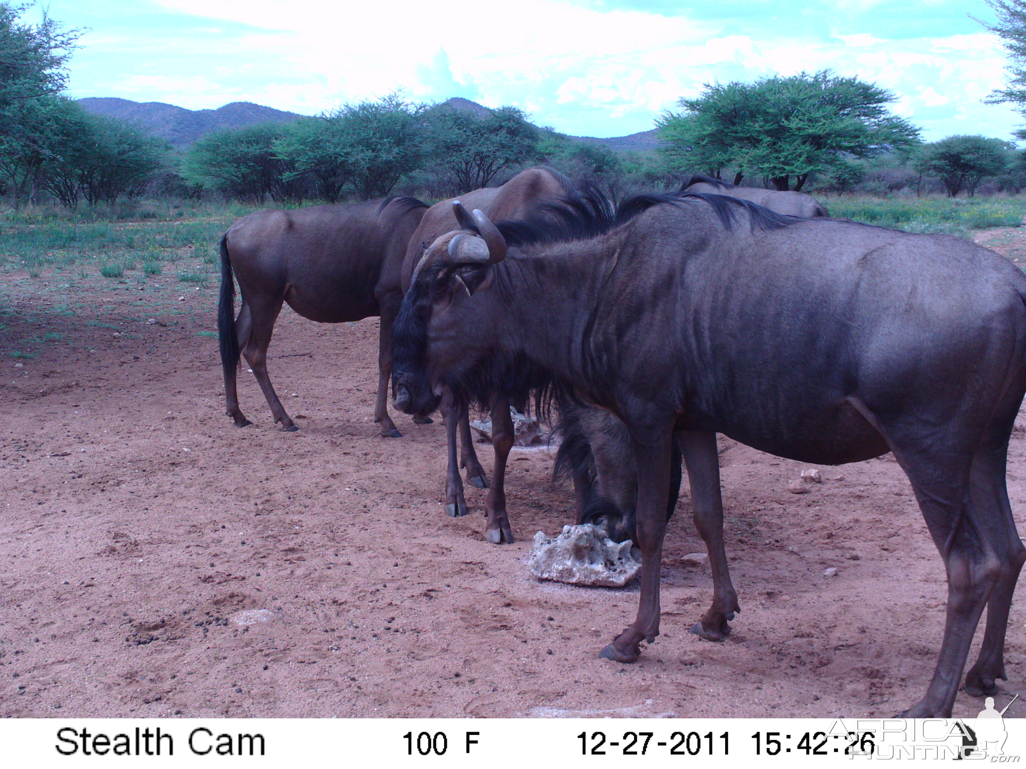 Trail Camera Namibia