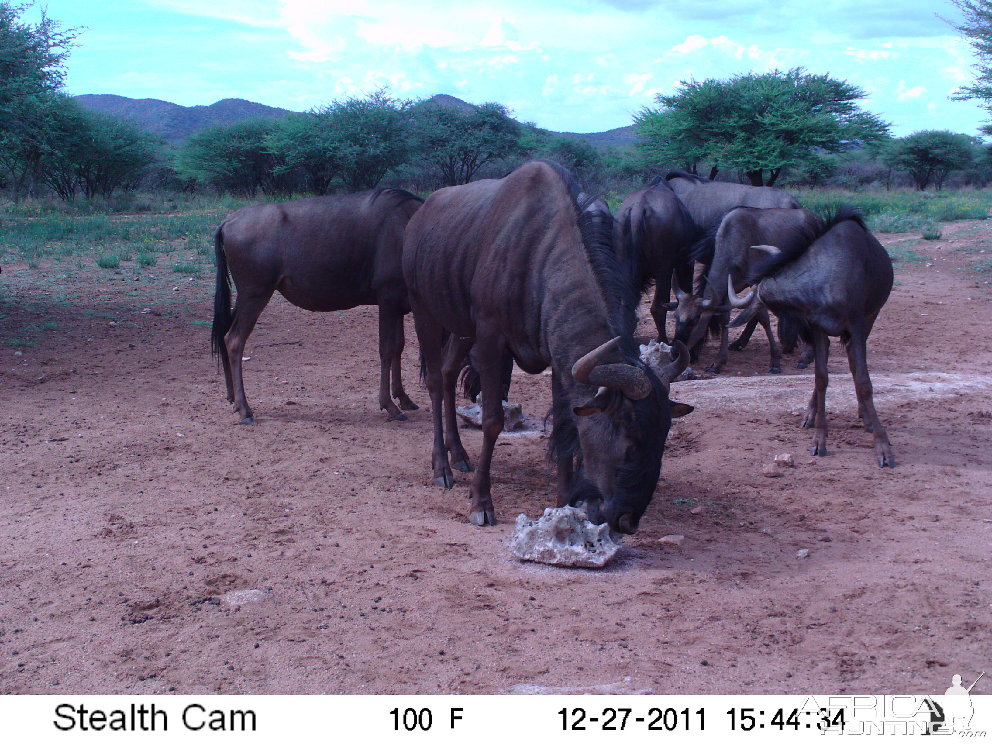 Trail Camera Namibia