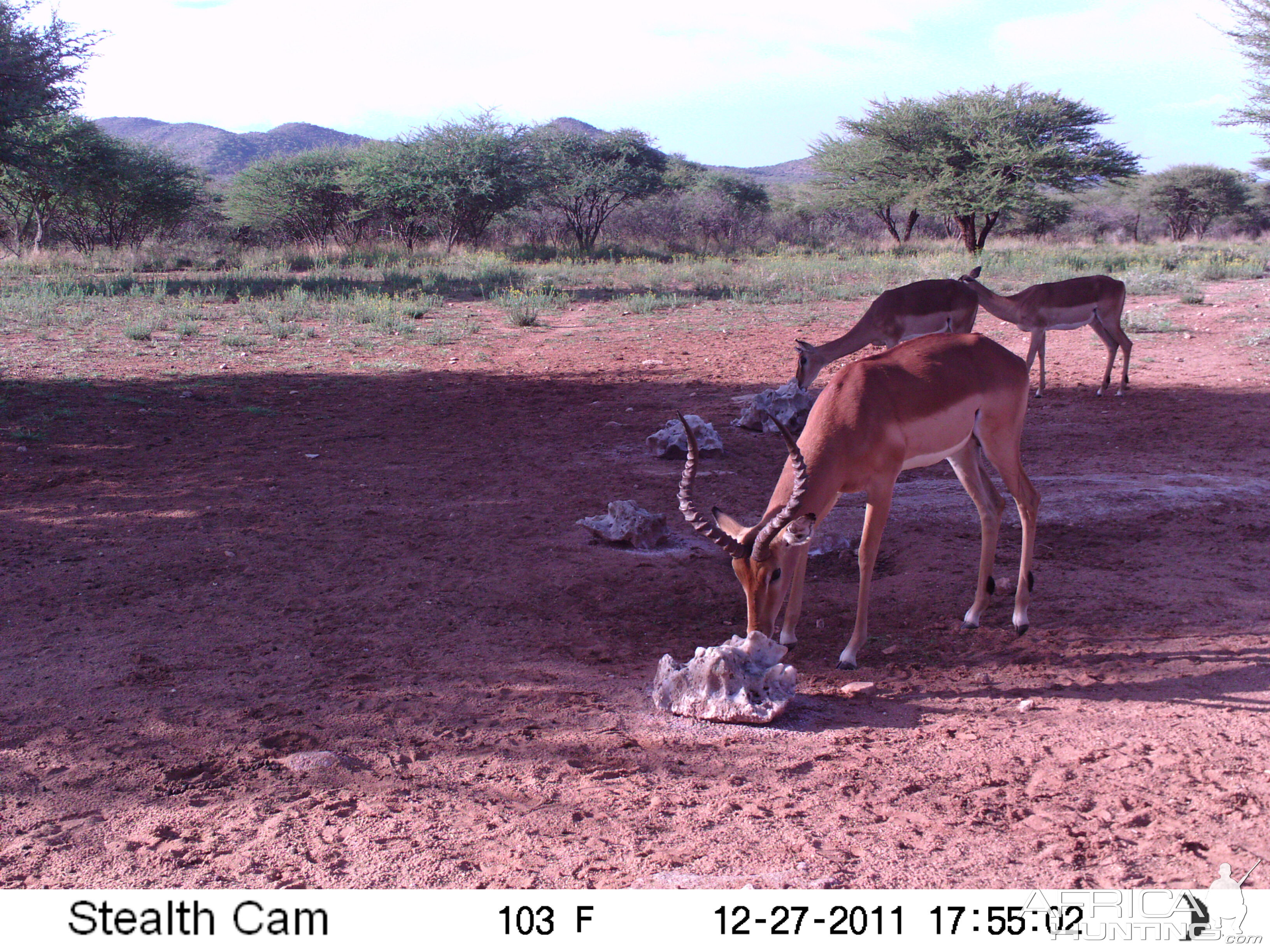 Trail Camera Namibia