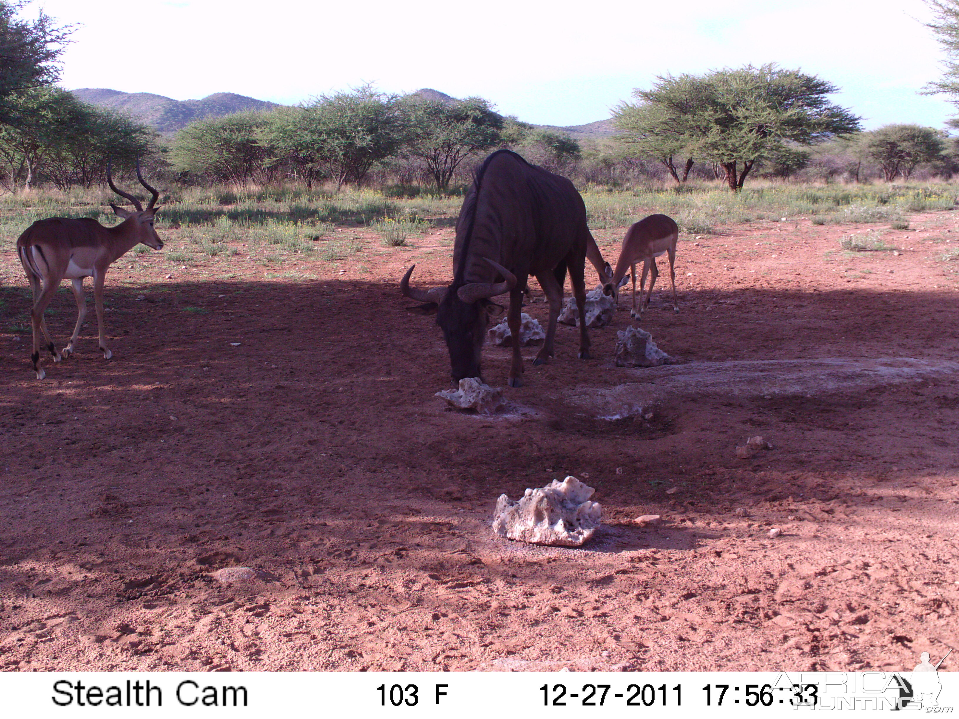 Trail Camera Namibia