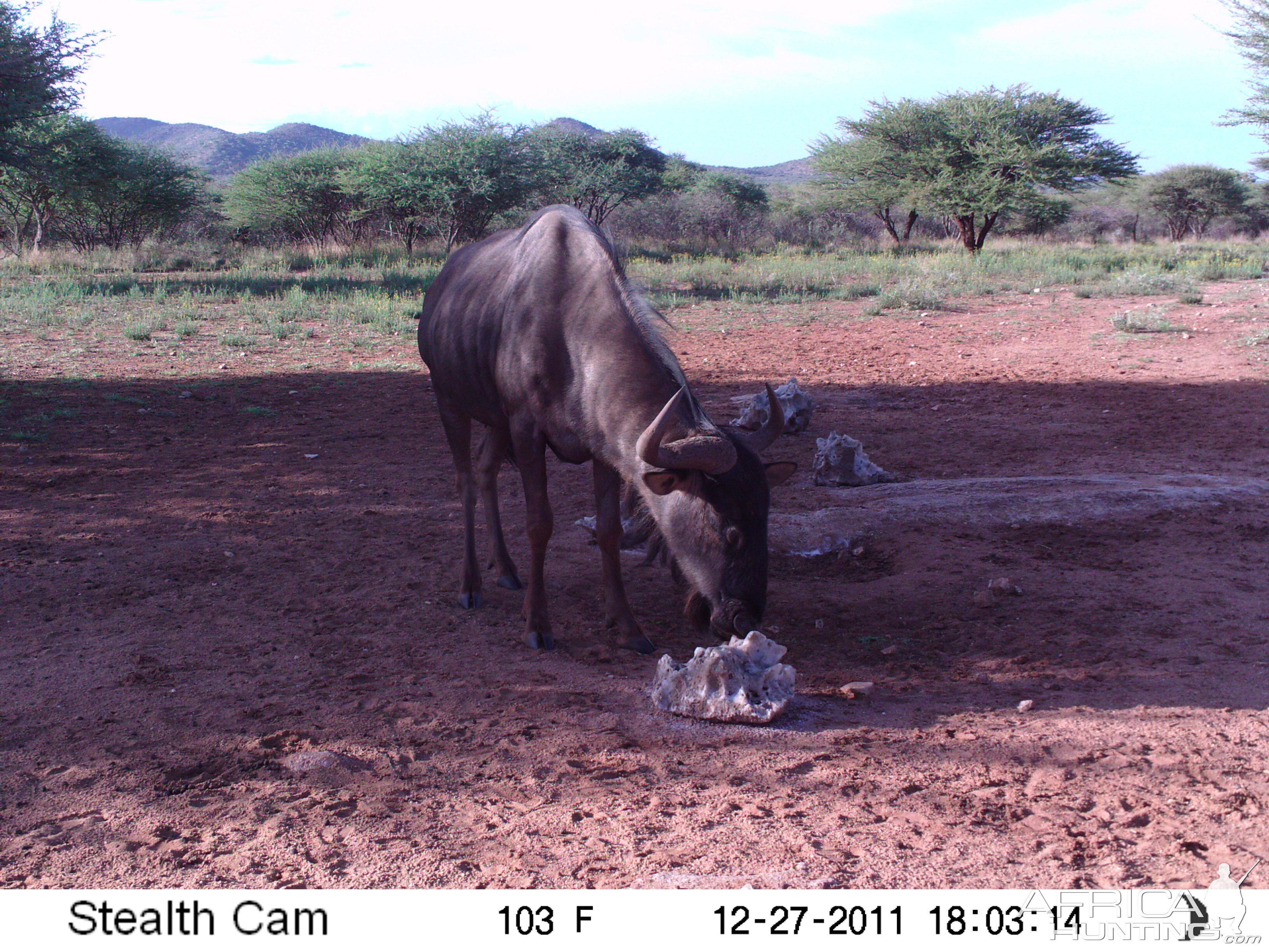 Trail Camera Namibia