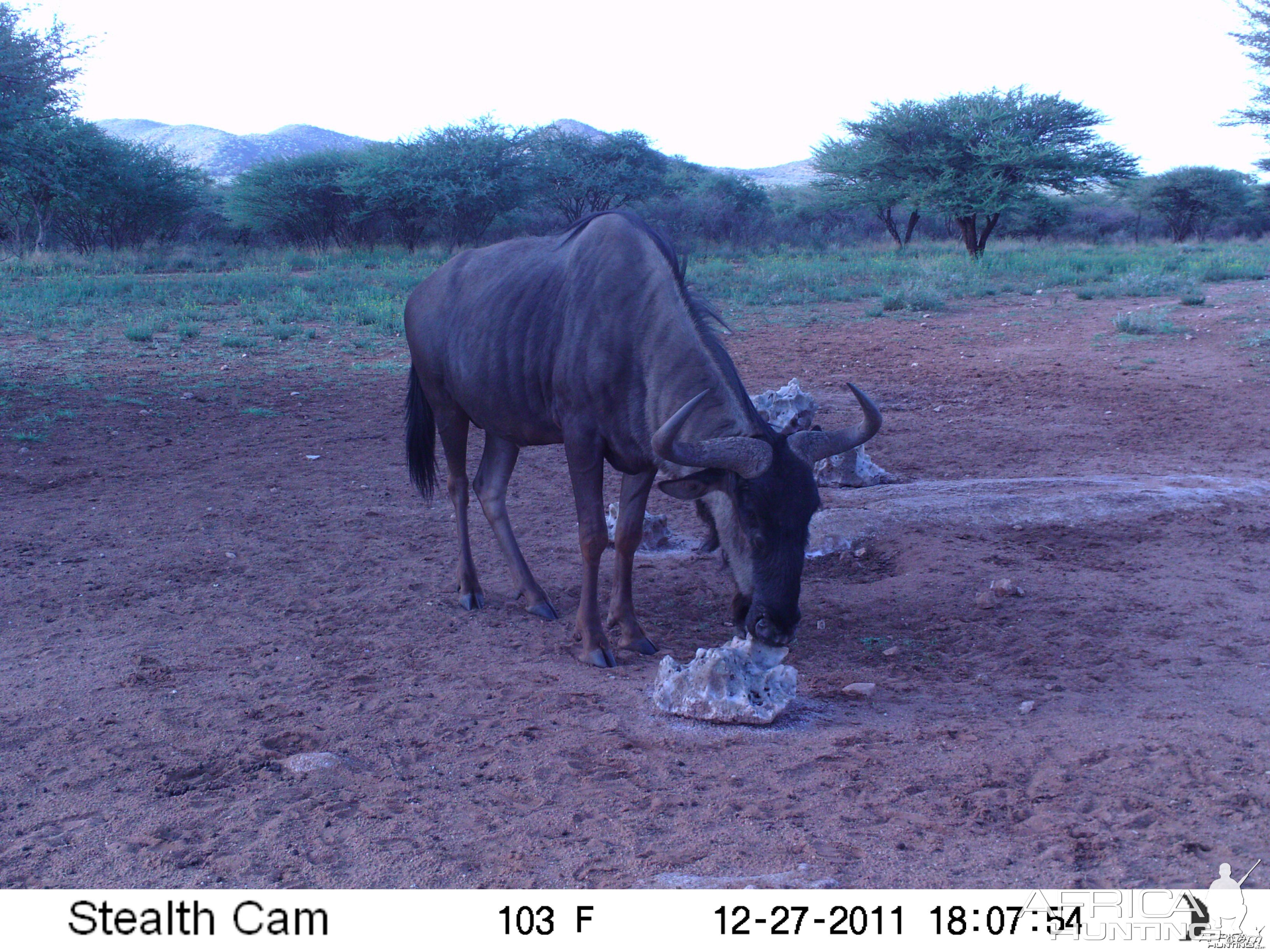 Trail Camera Namibia