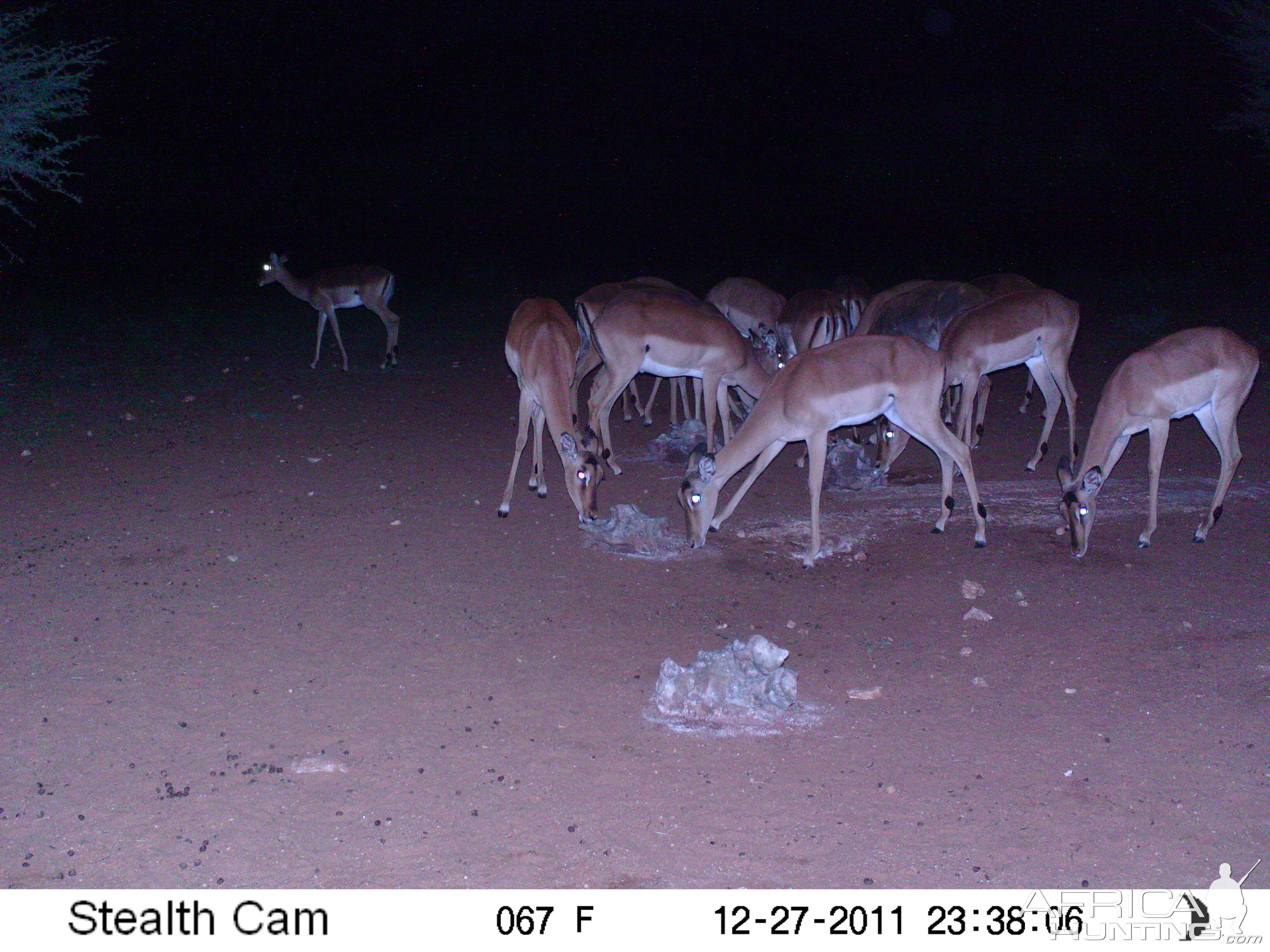 Trail Camera Namibia