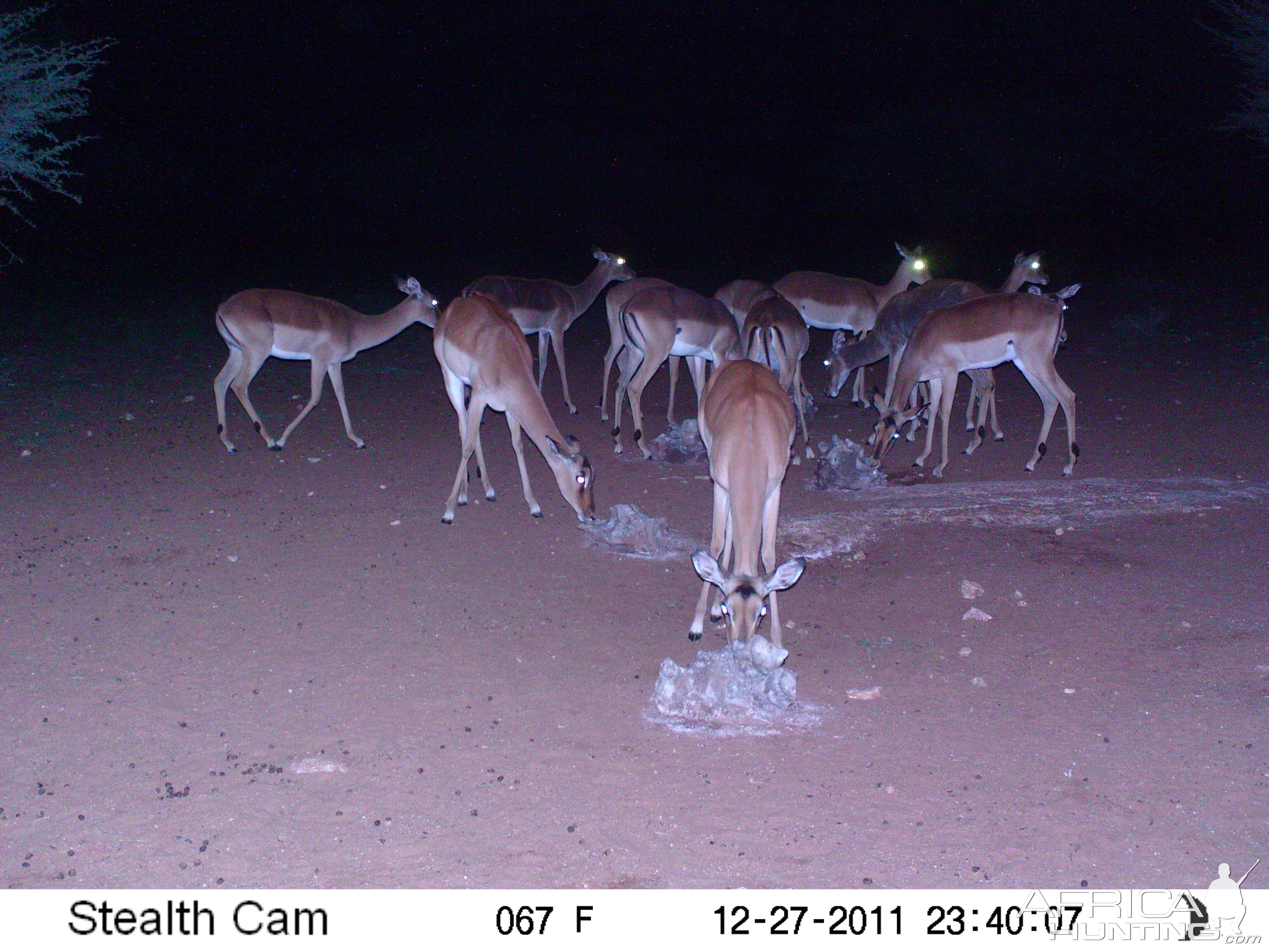 Trail Camera Namibia