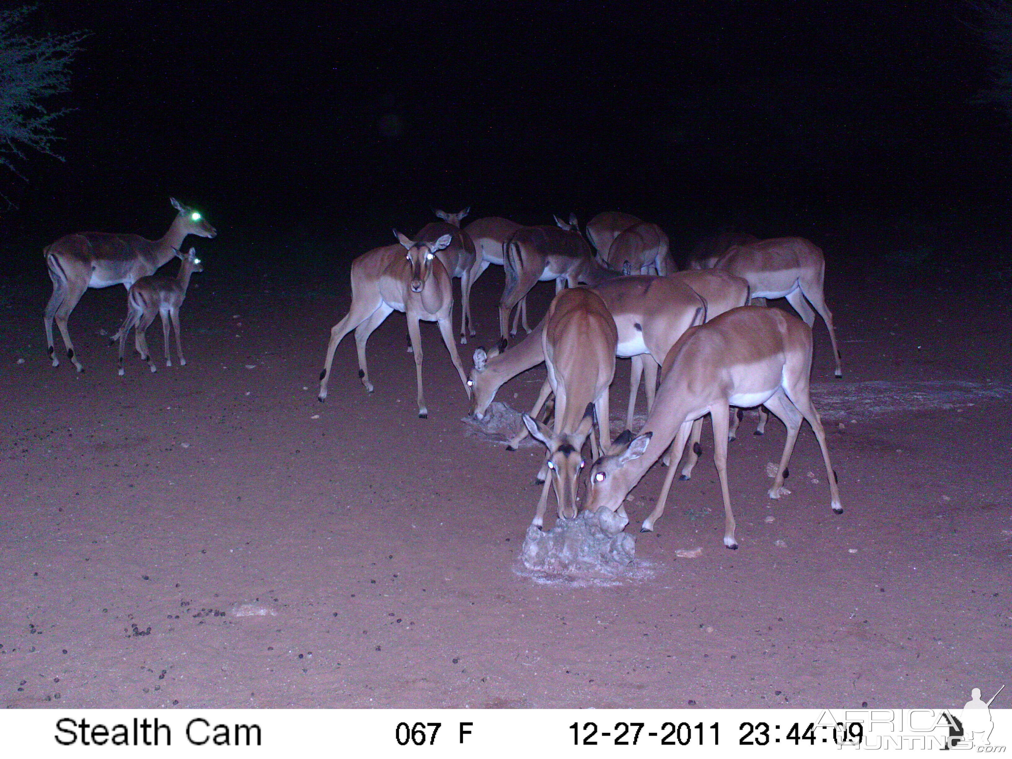 Trail Camera Namibia