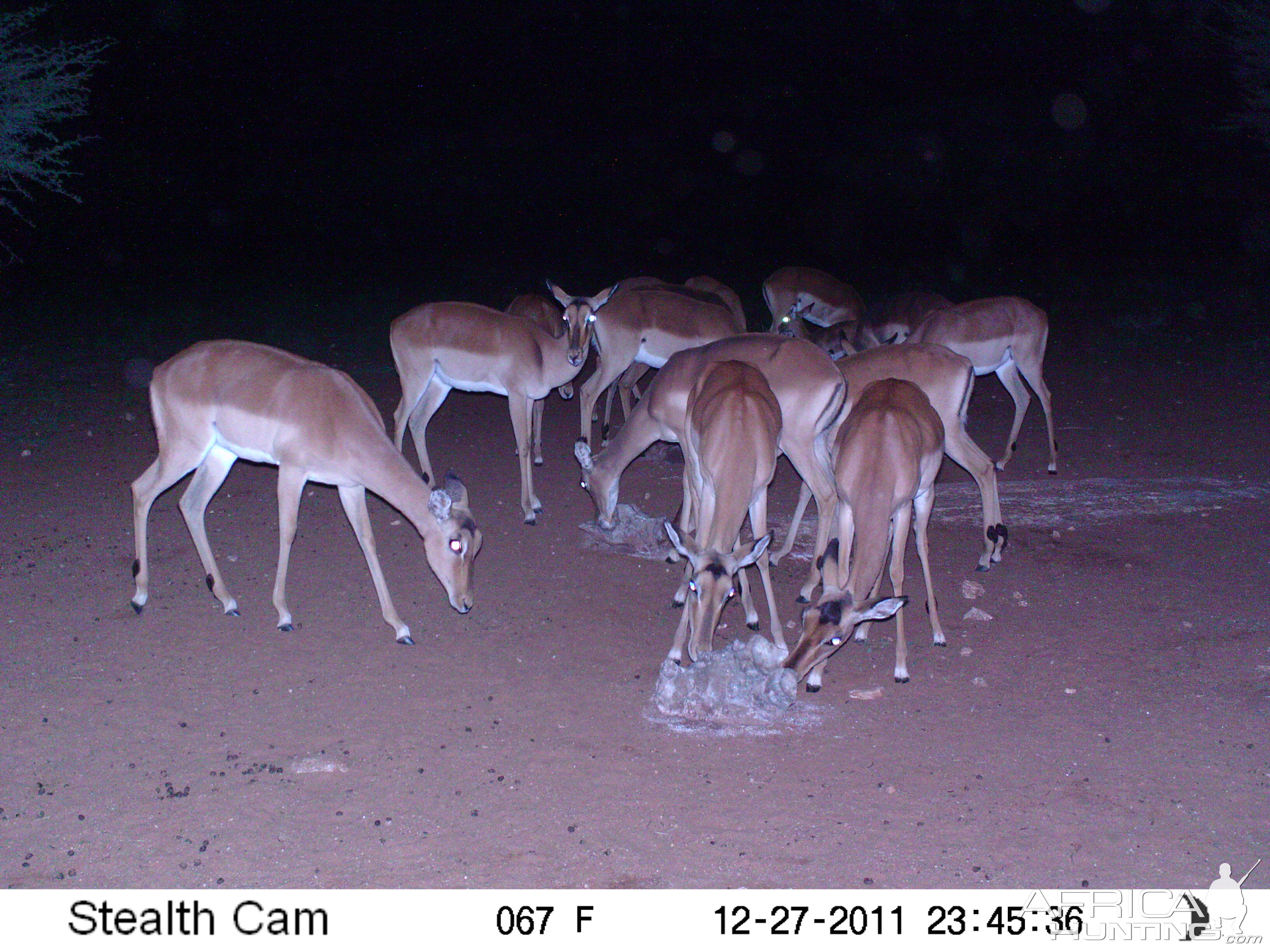 Trail Camera Namibia