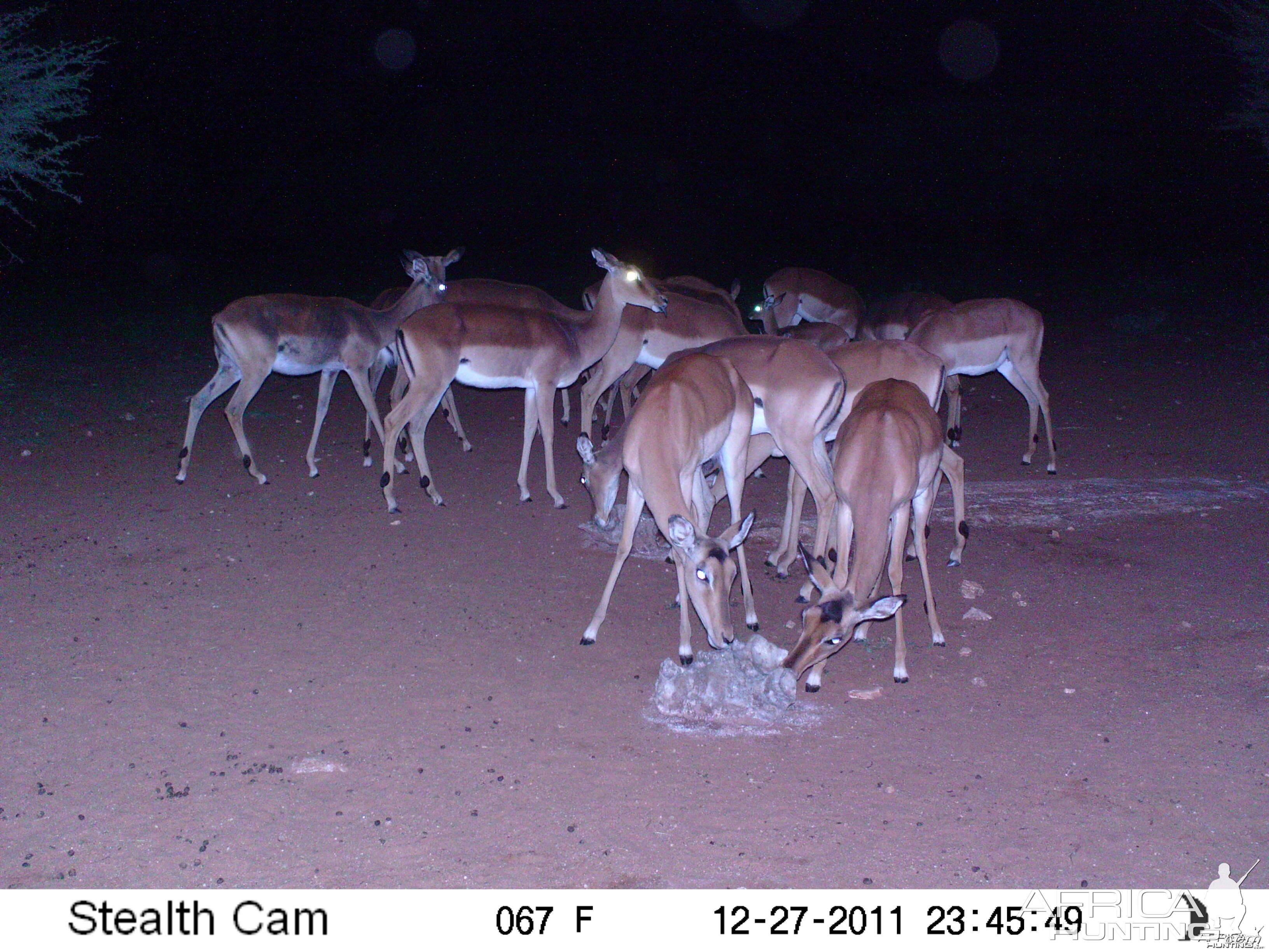 Trail Camera Namibia