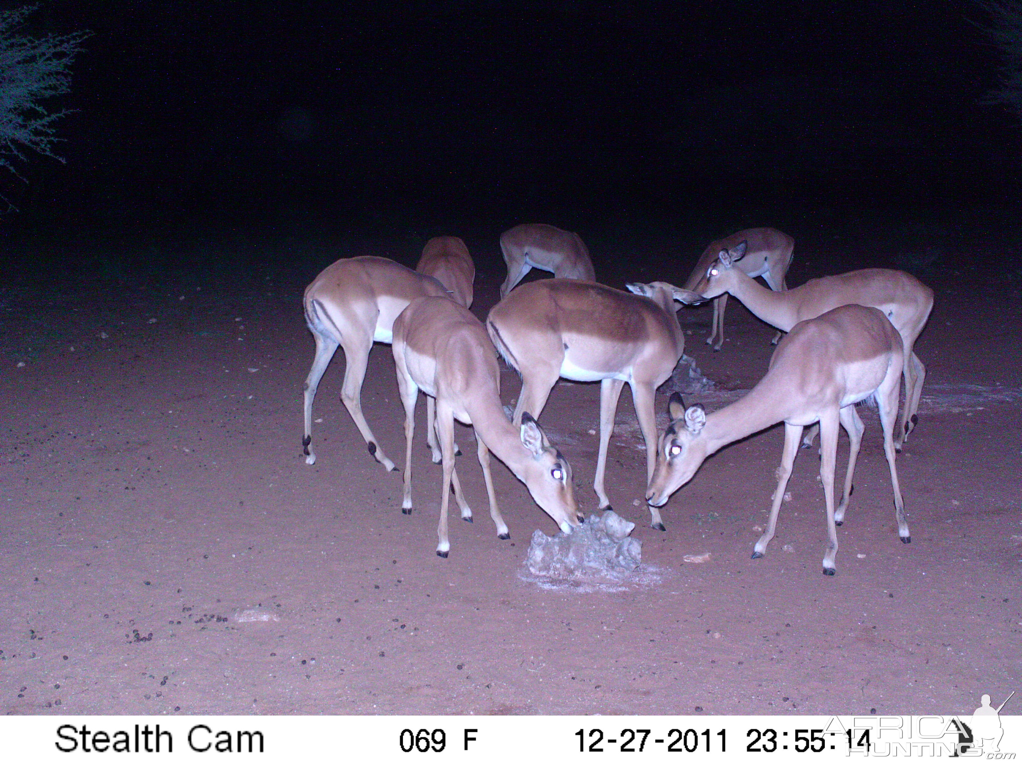 Trail Camera Namibia