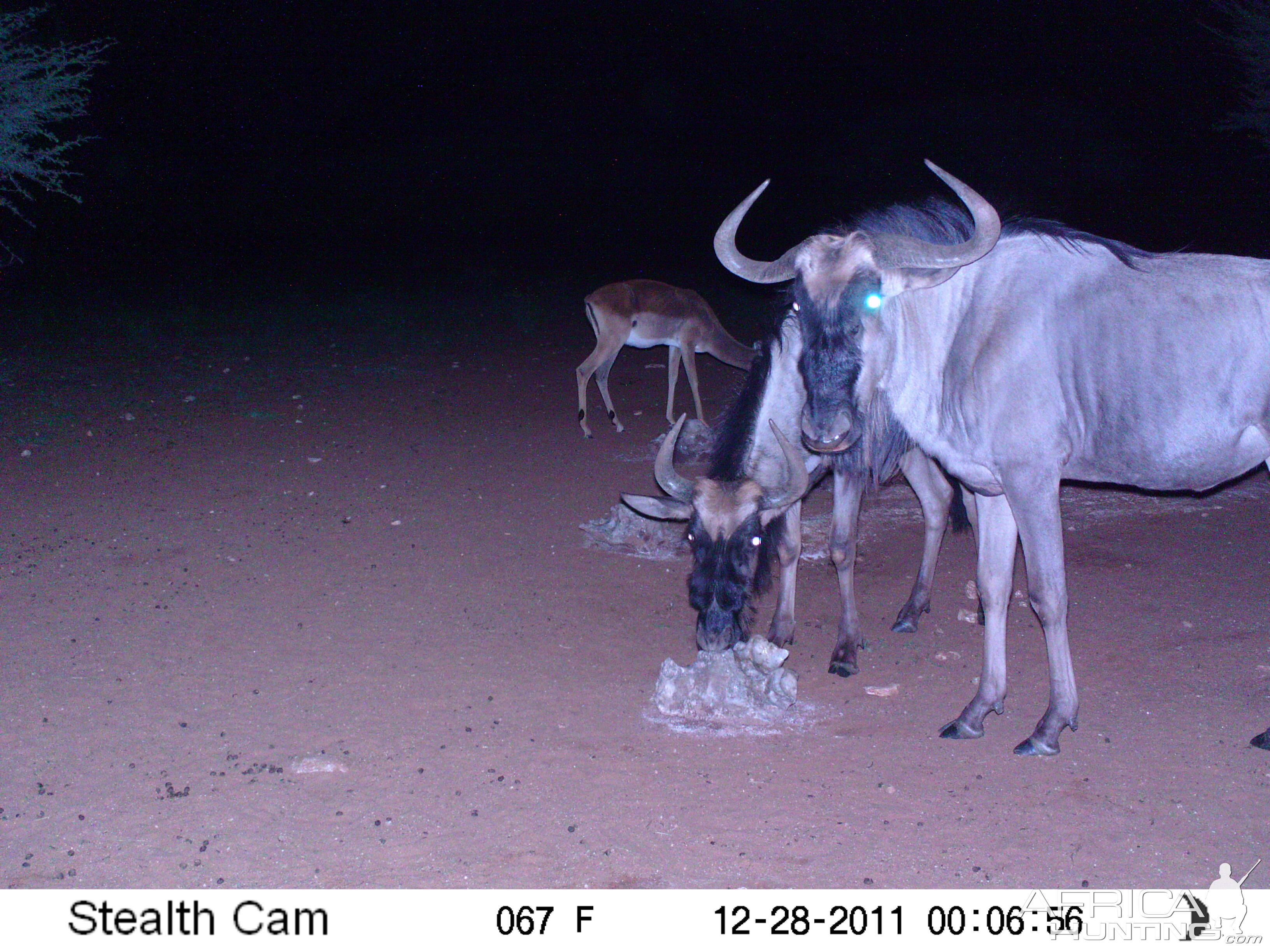 Trail Camera Namibia