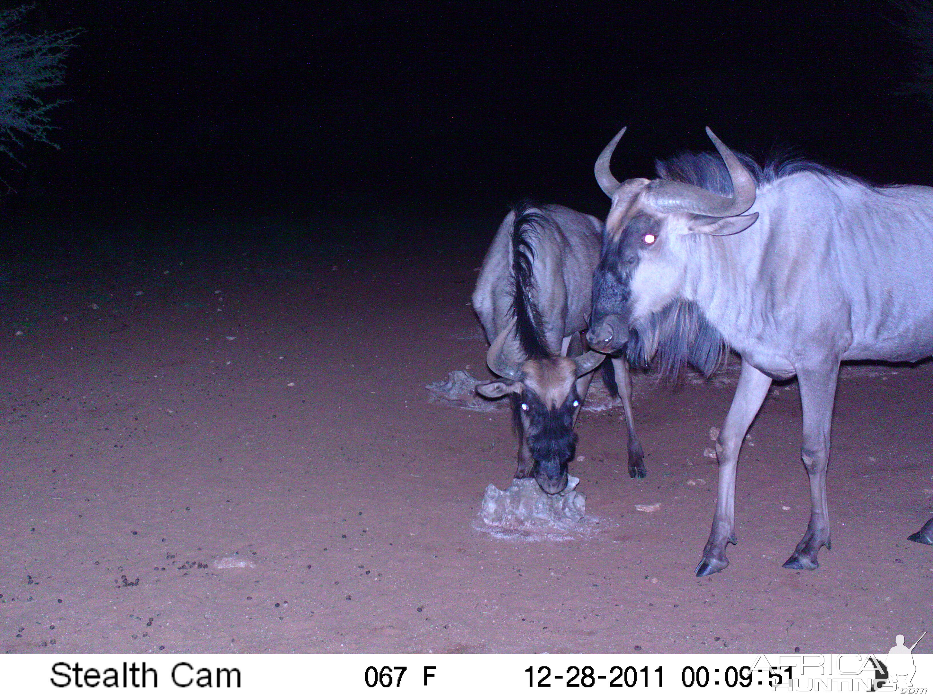 Trail Camera Namibia