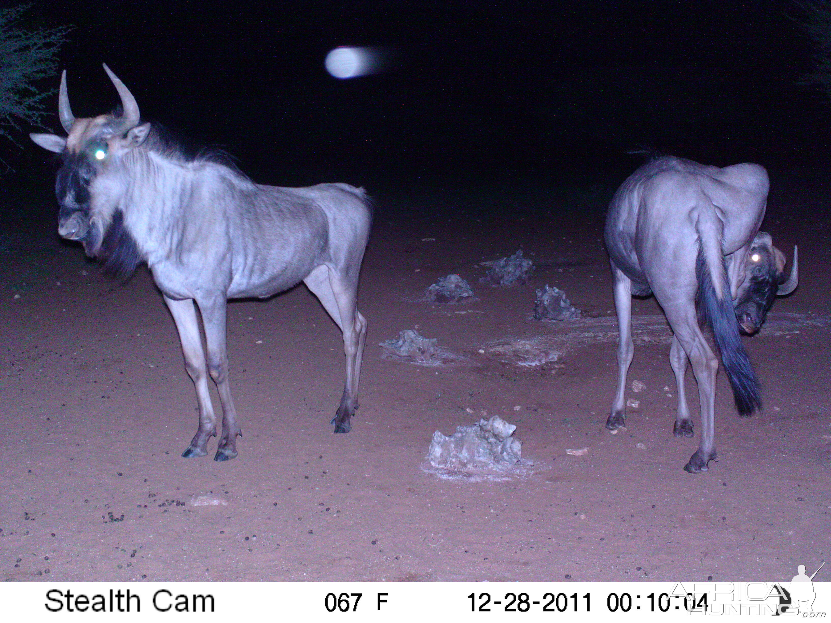 Trail Camera Namibia