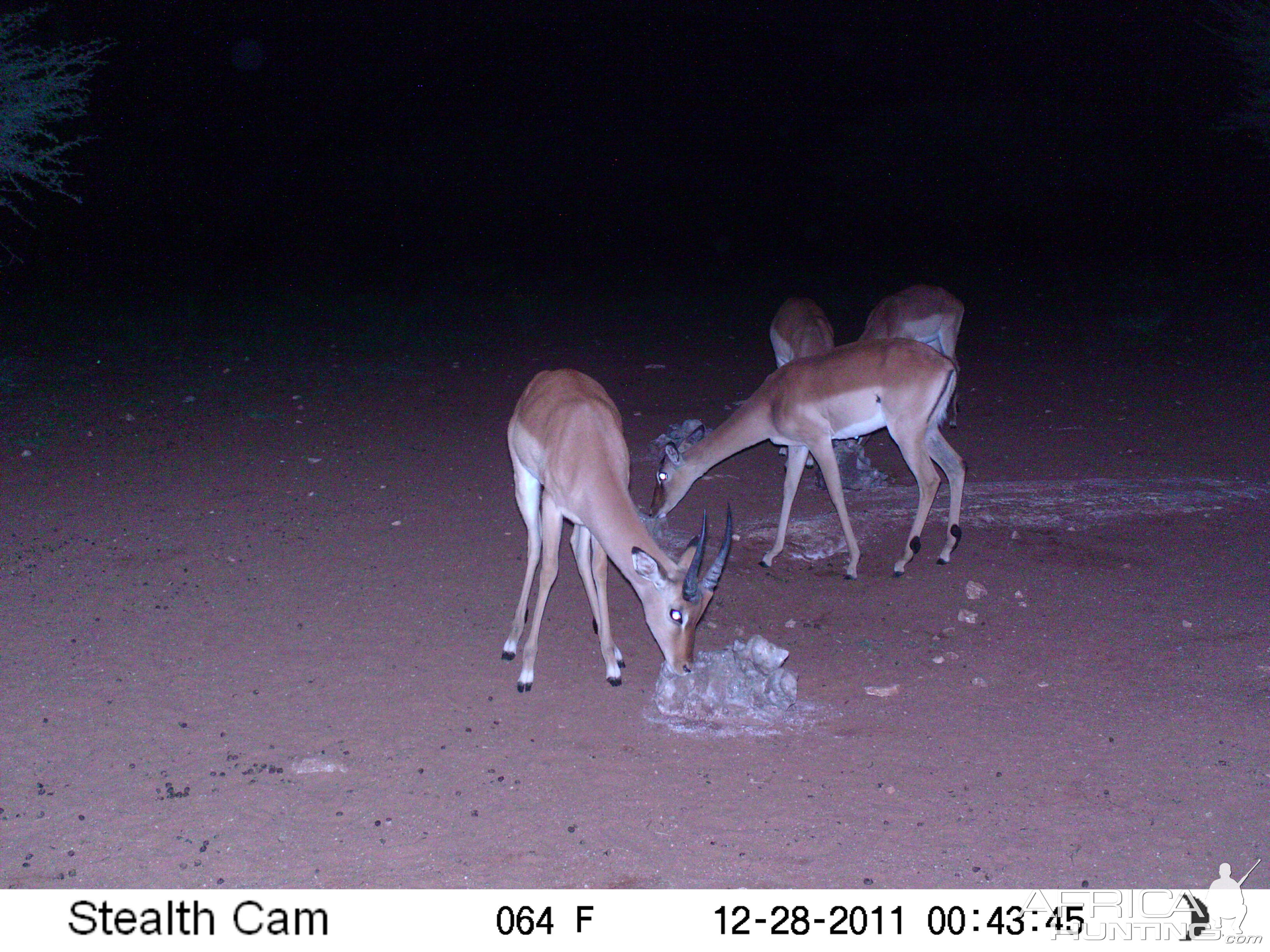 Trail Camera Namibia