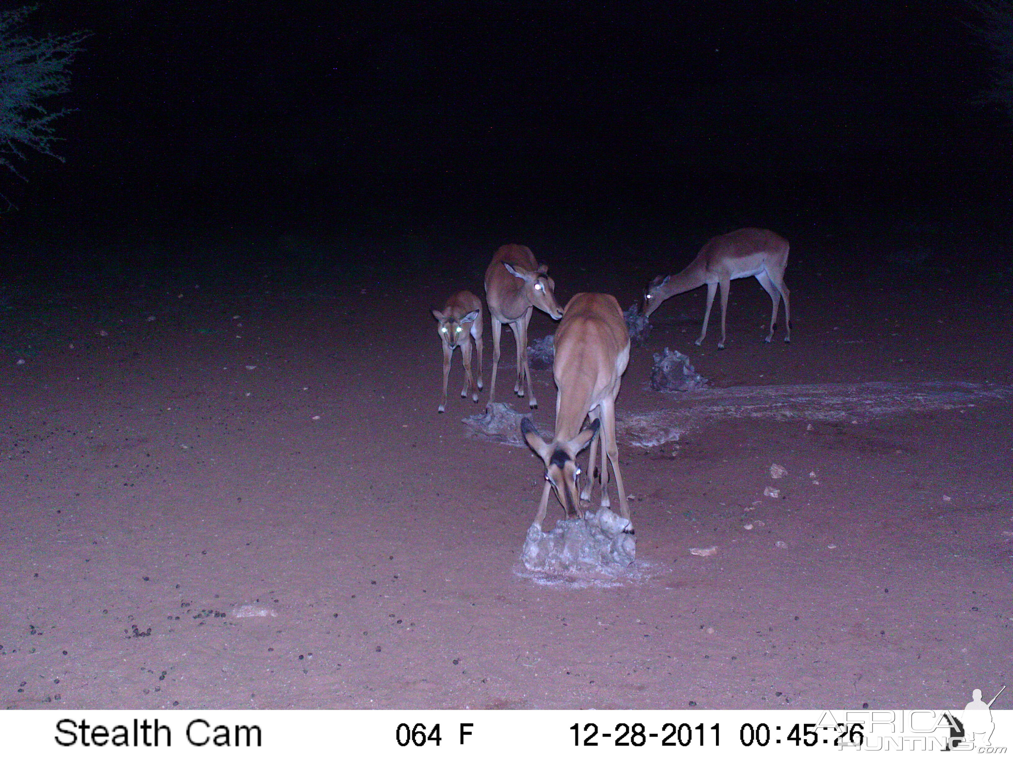 Trail Camera Namibia