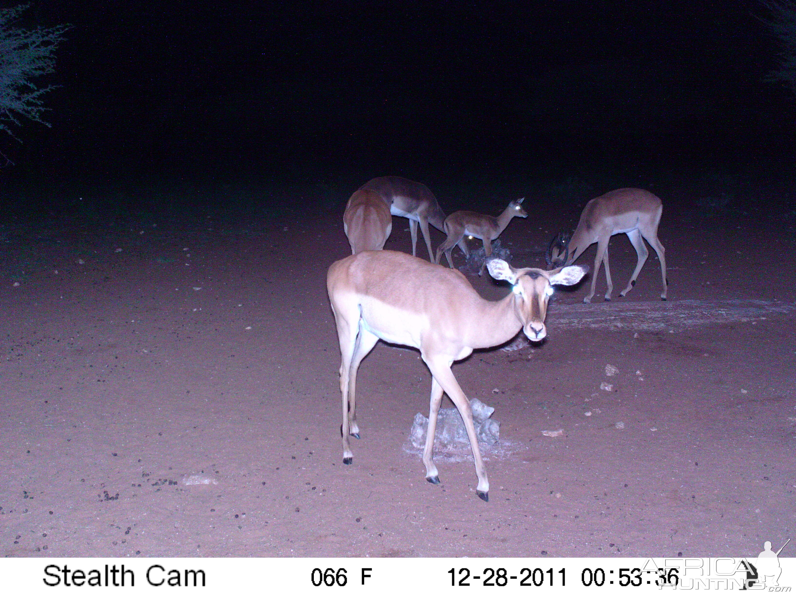 Trail Camera Namibia