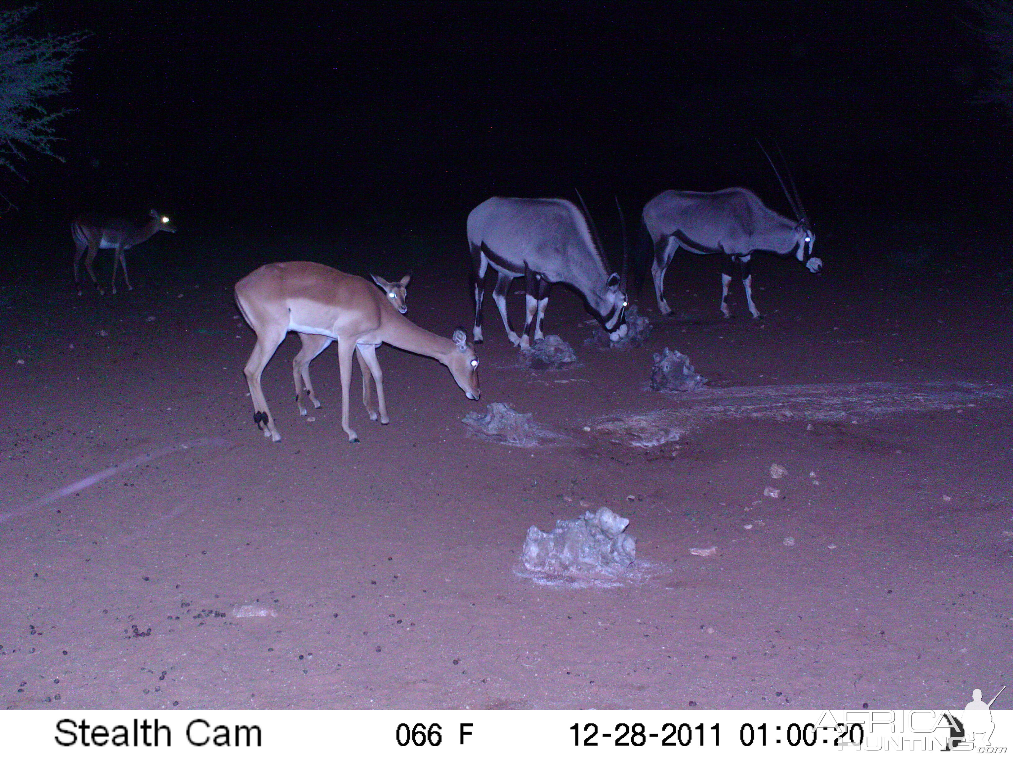 Trail Camera Namibia