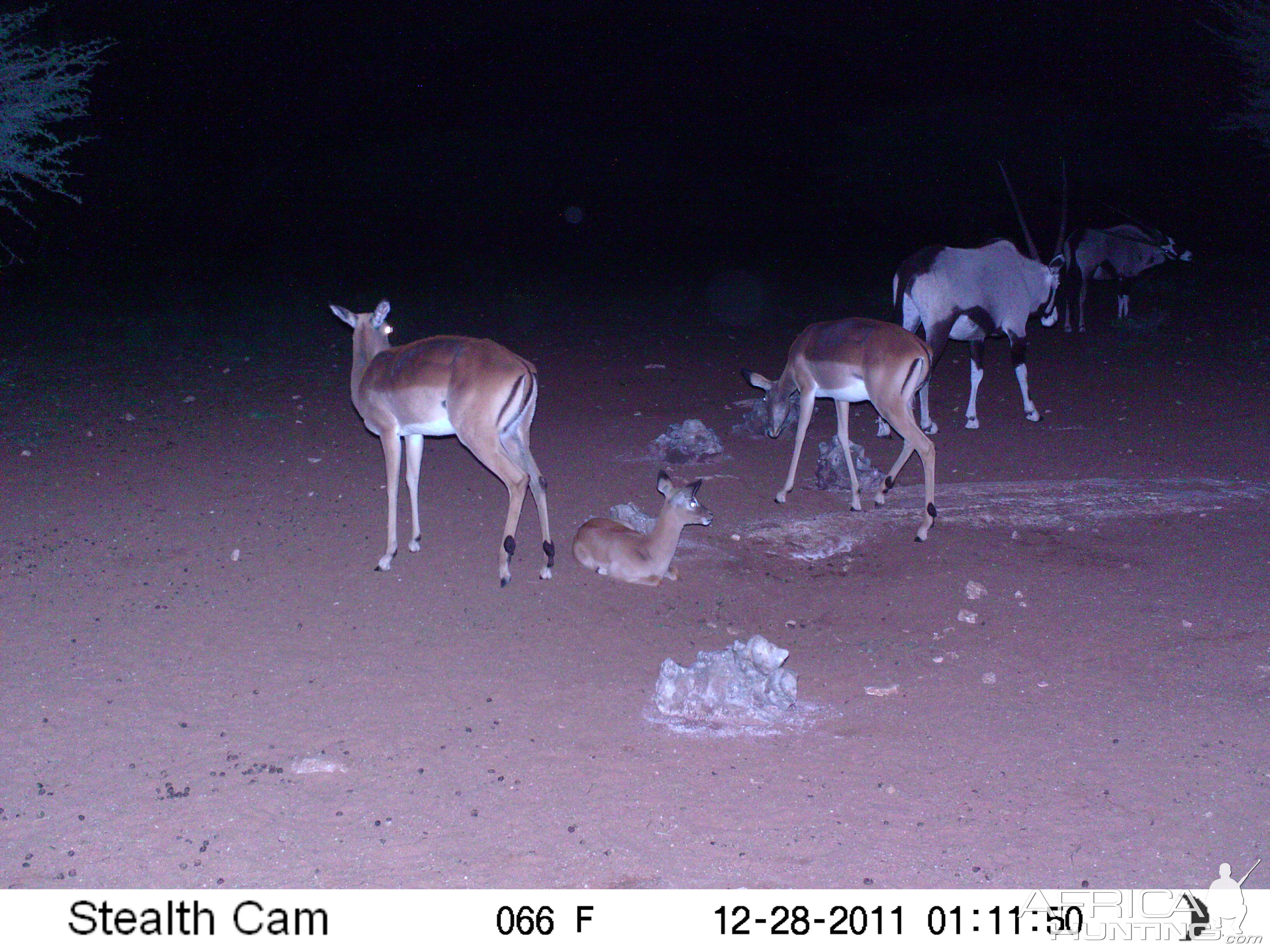 Trail Camera Namibia