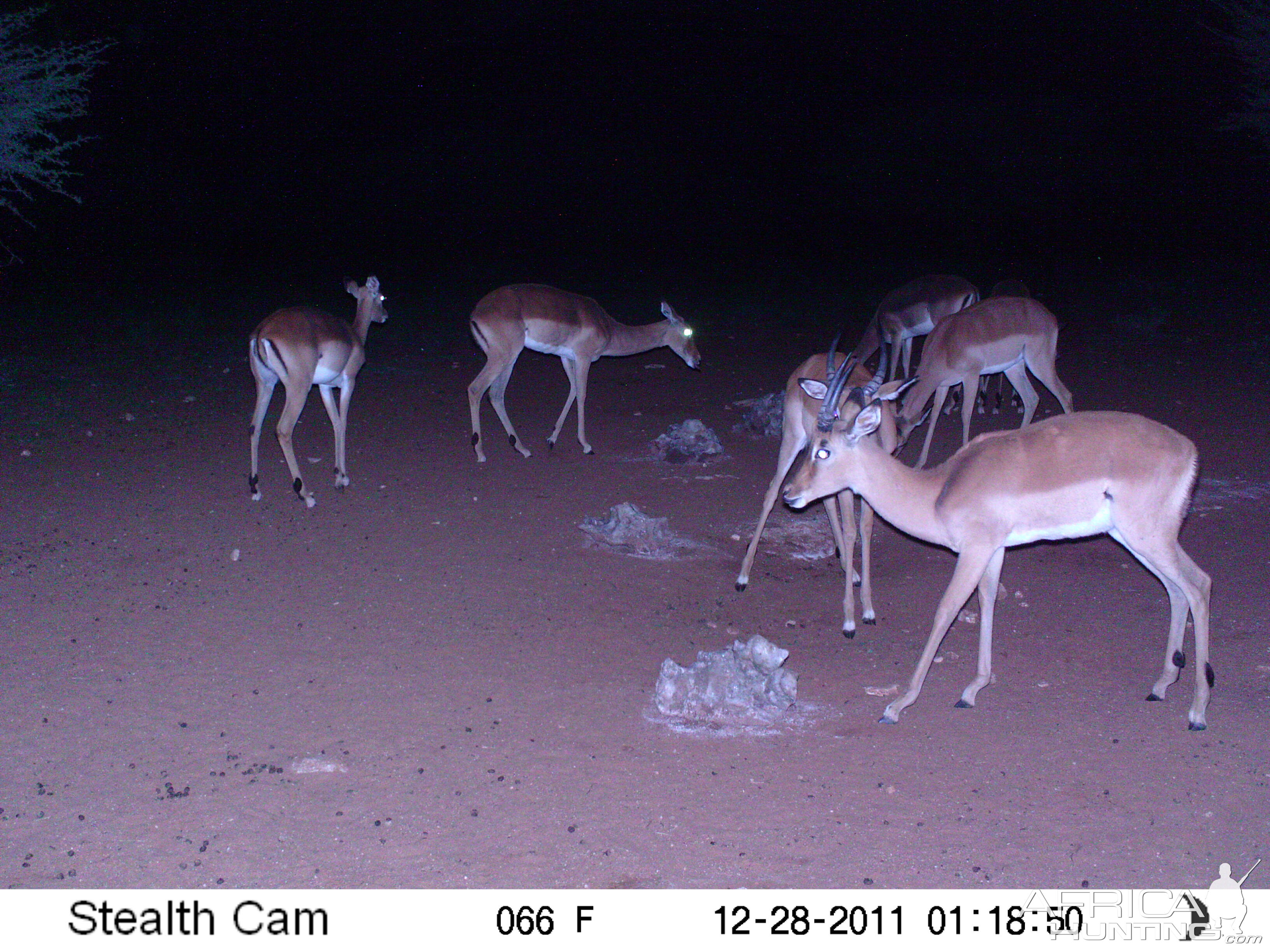 Trail Camera Namibia