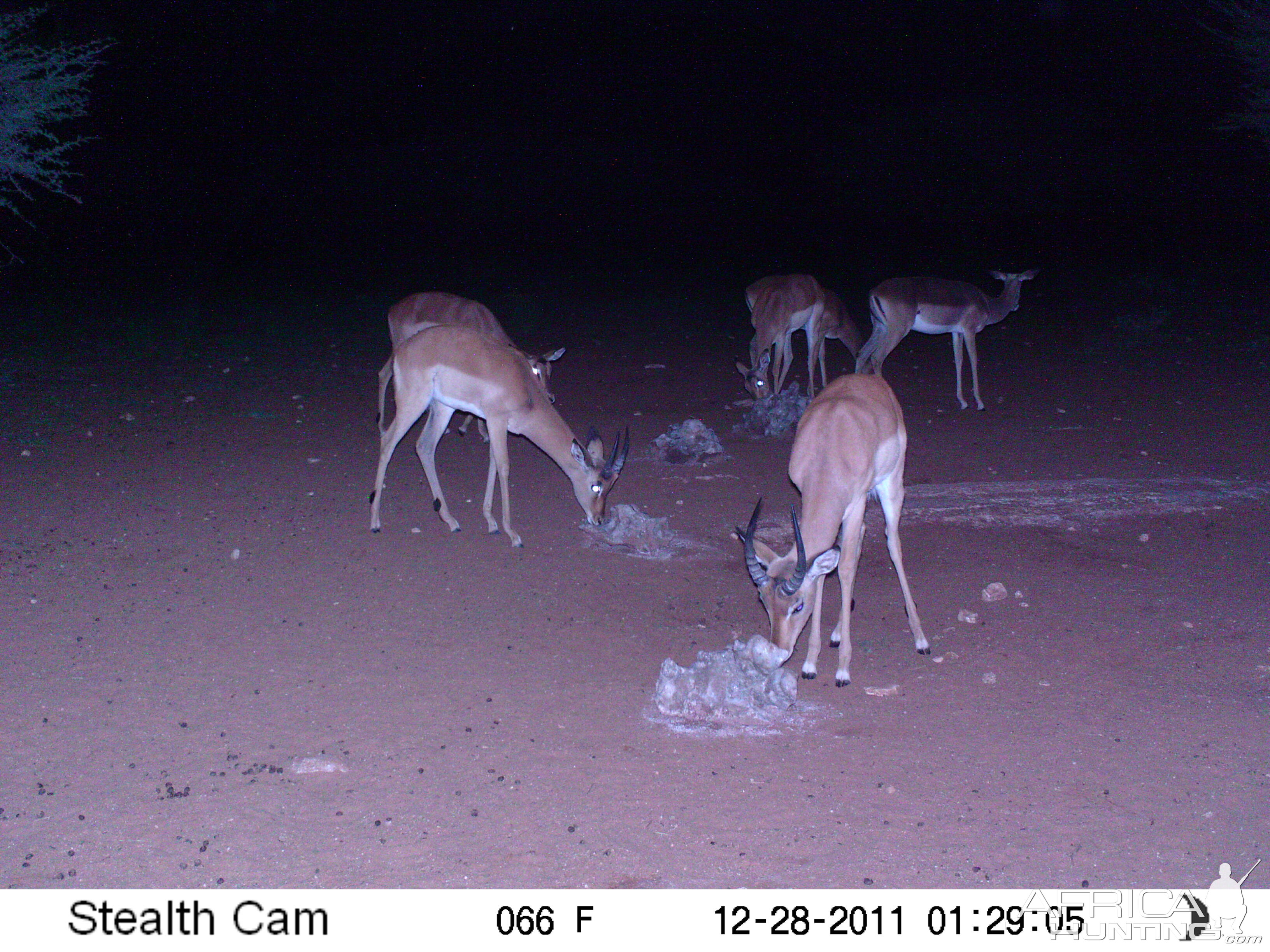 Trail Camera Namibia