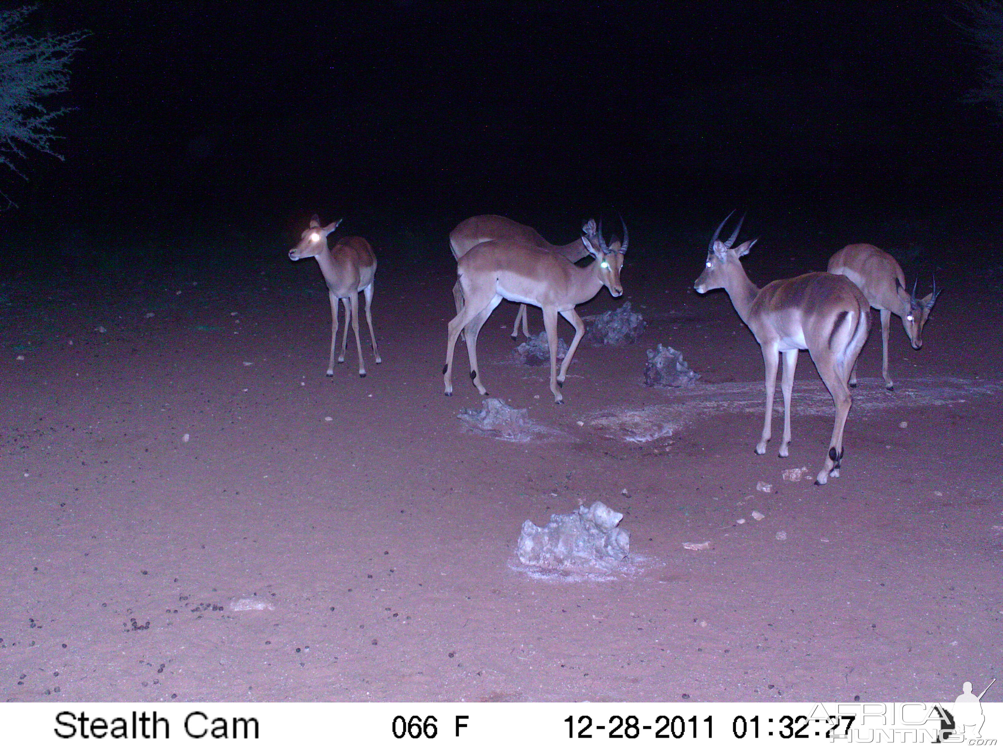 Trail Camera Namibia