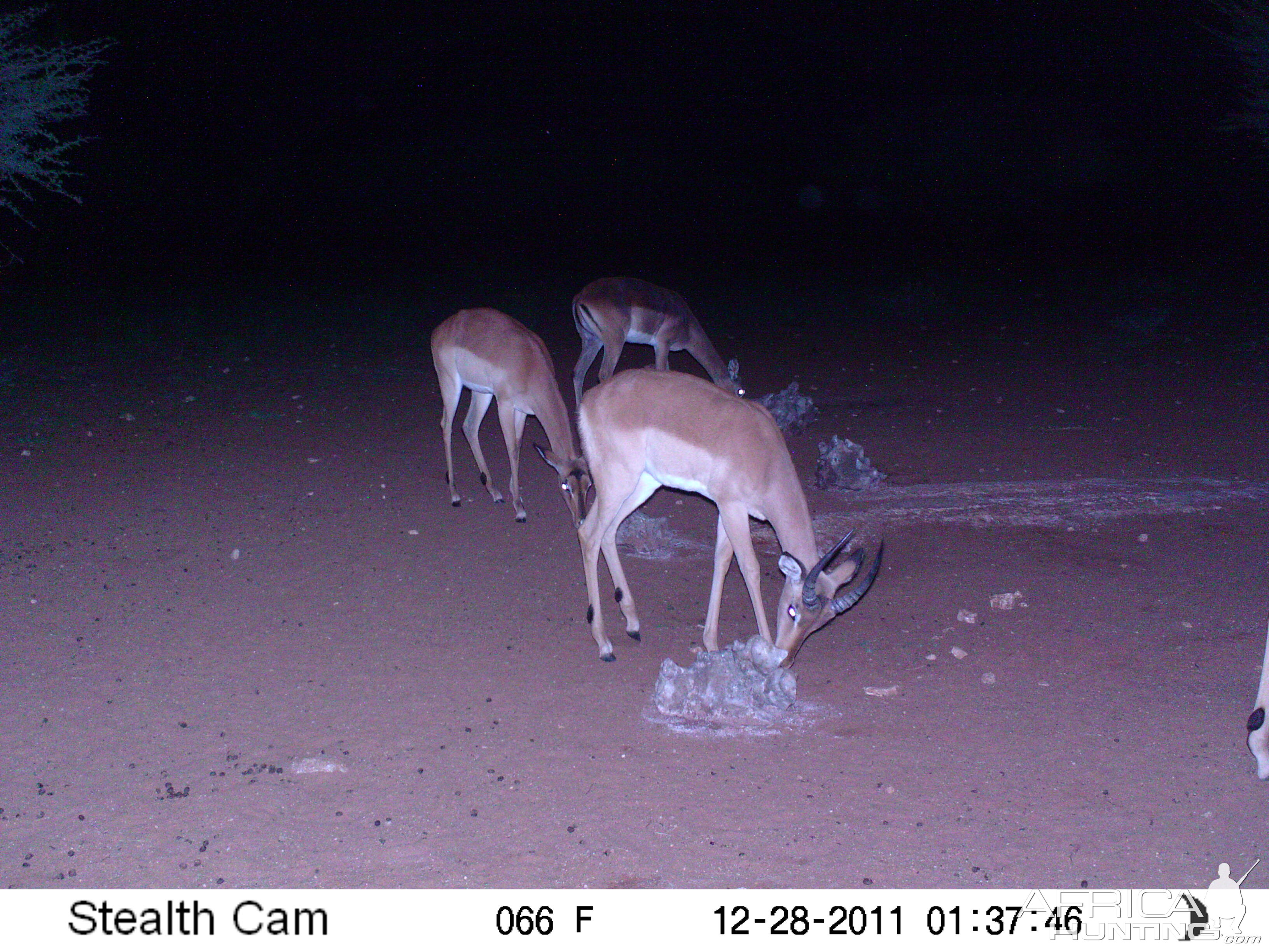 Trail Camera Namibia