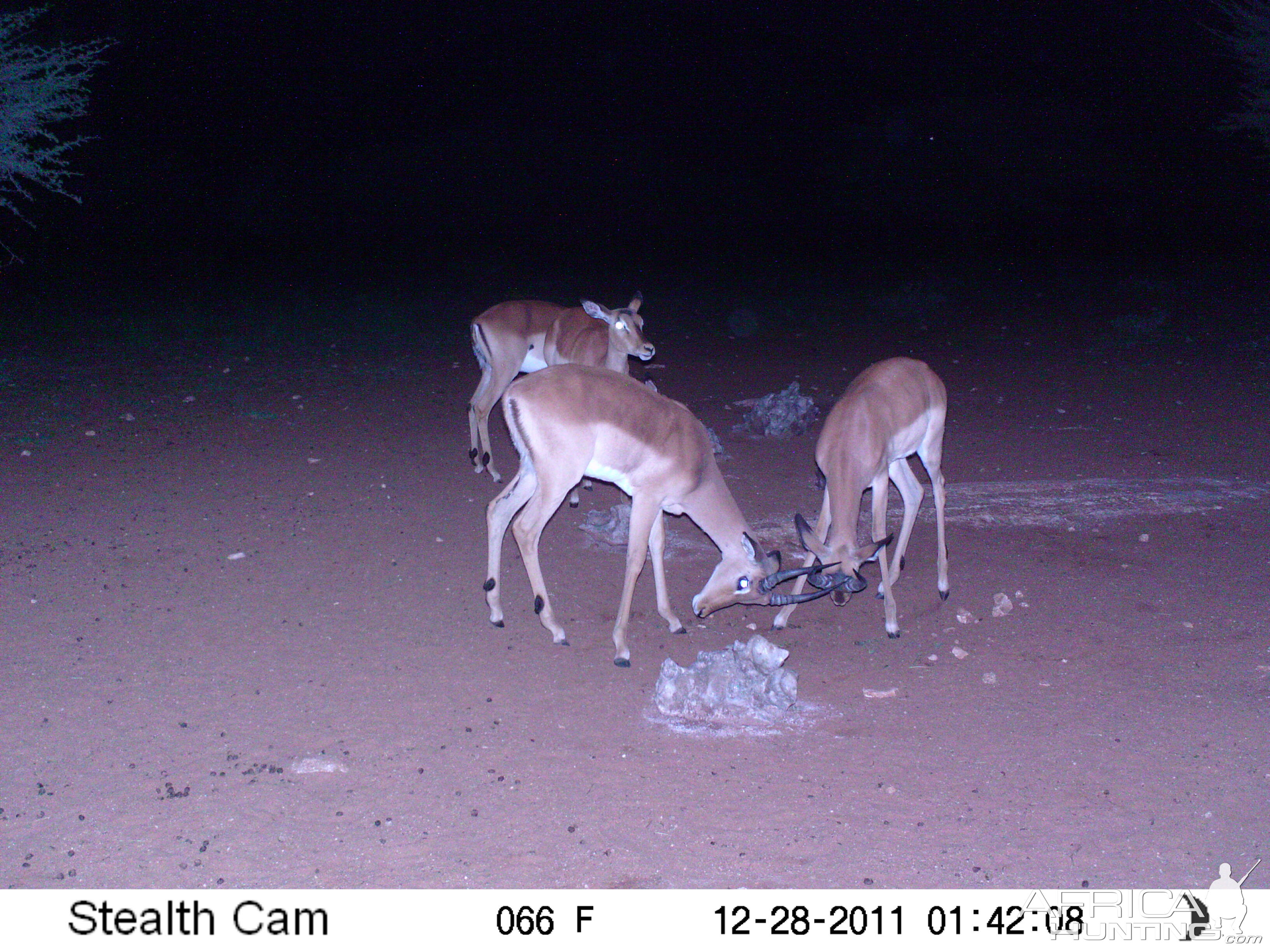 Trail Camera Namibia