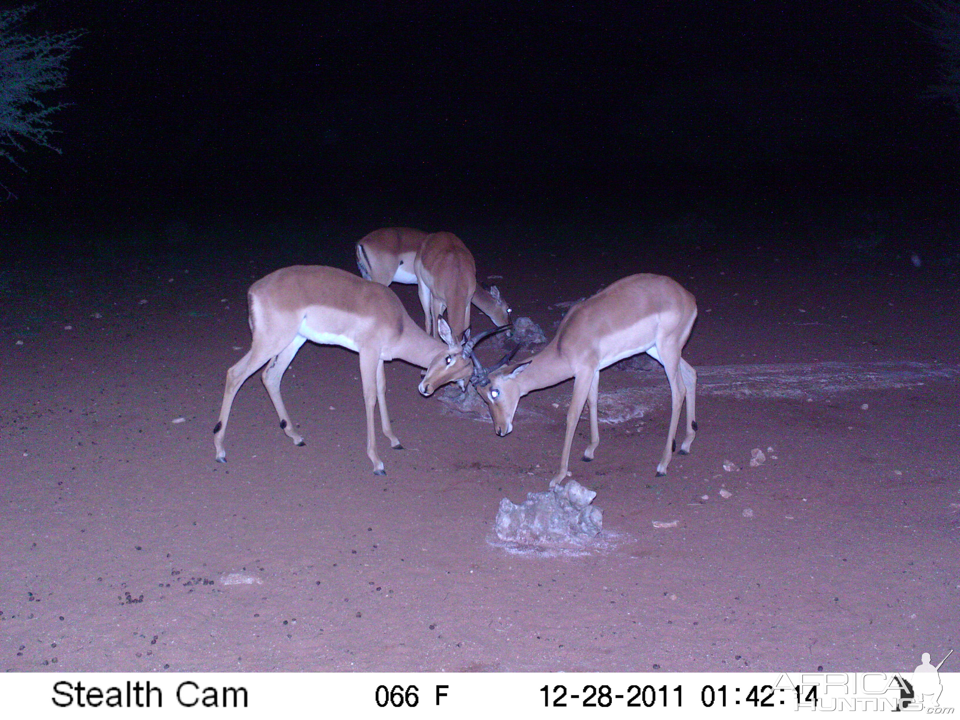 Trail Camera Namibia