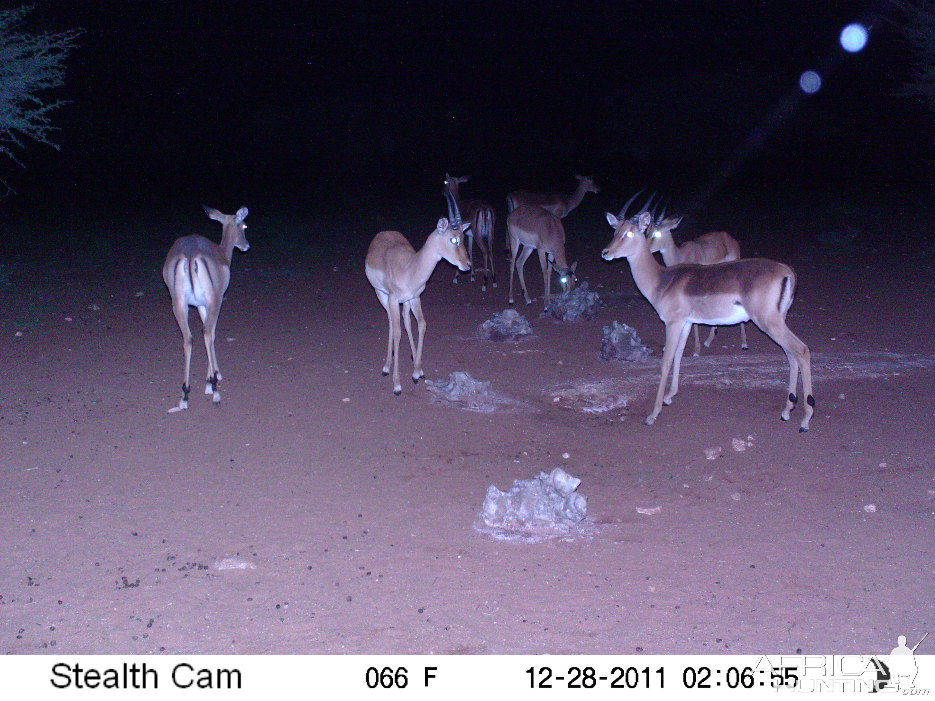 Trail Camera Namibia