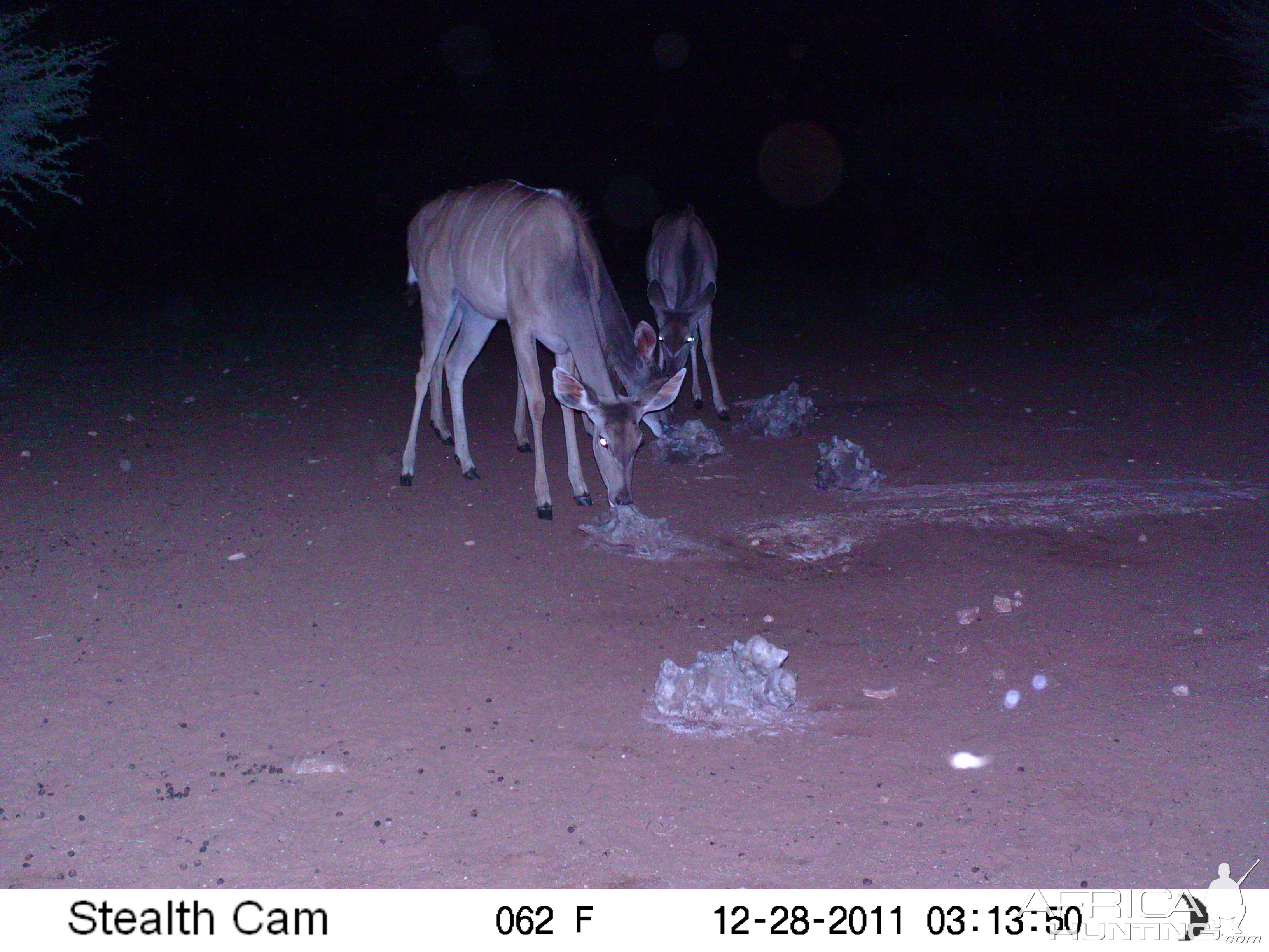 Trail Camera Namibia