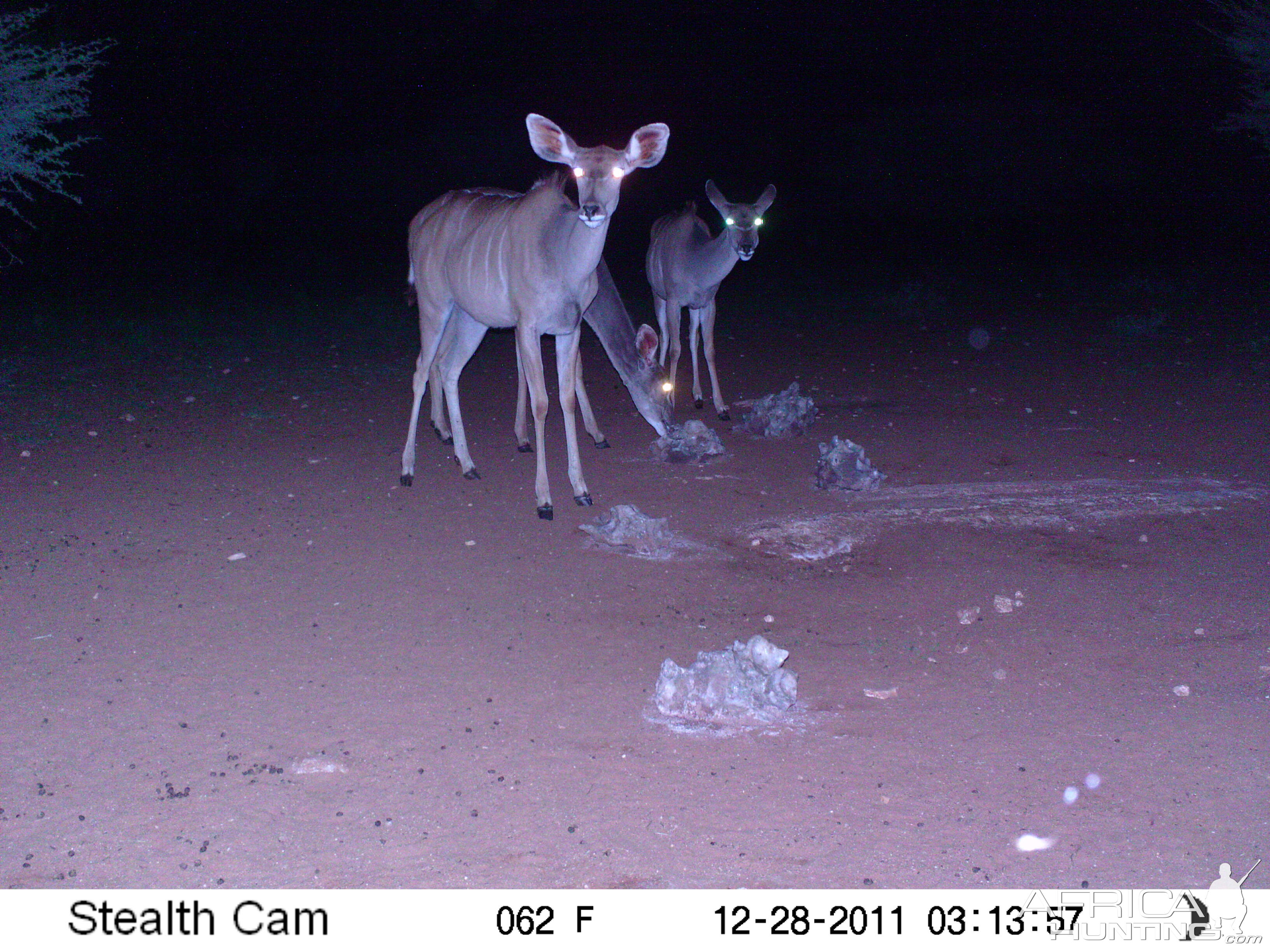 Trail Camera Namibia