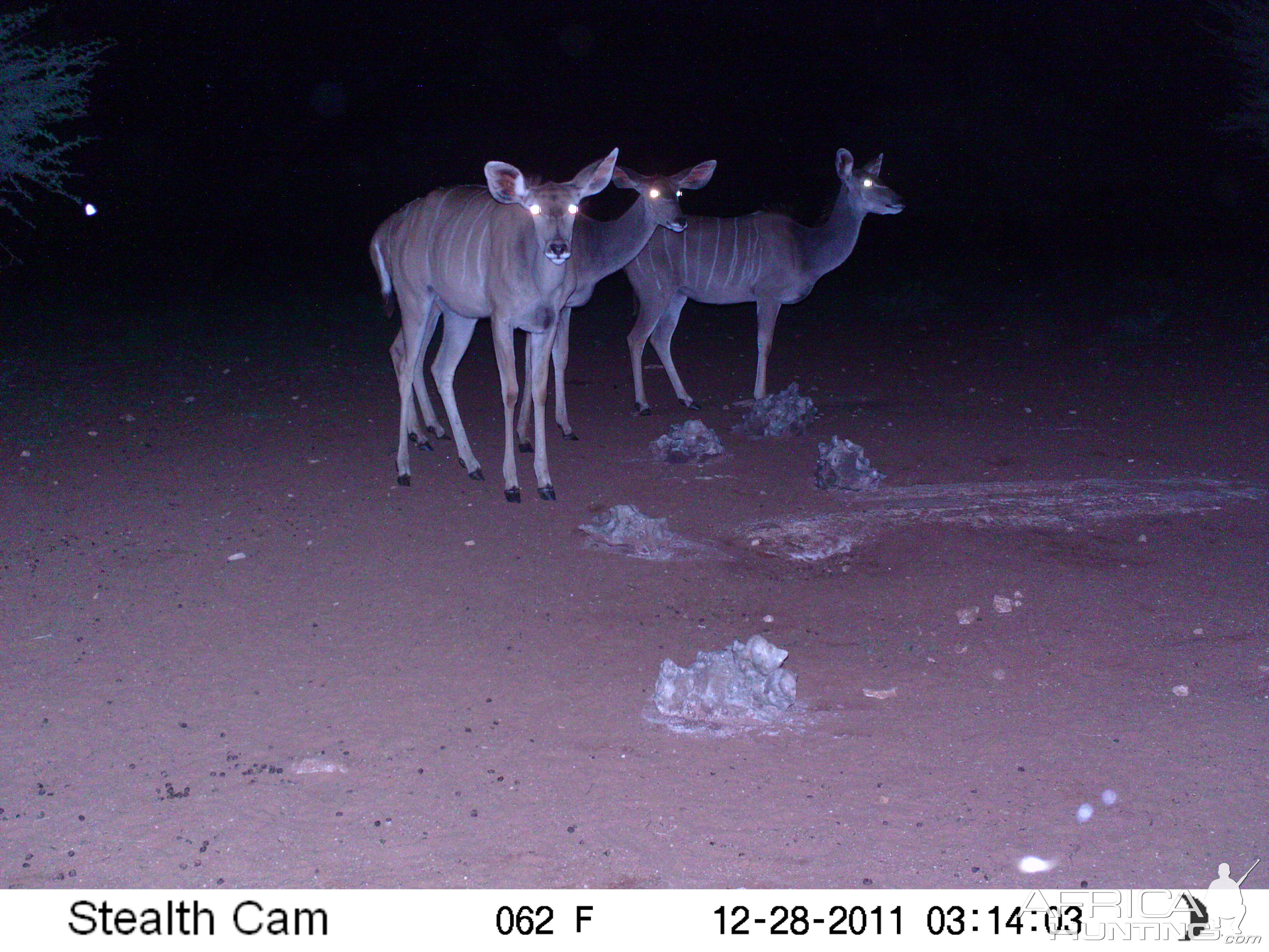 Trail Camera Namibia