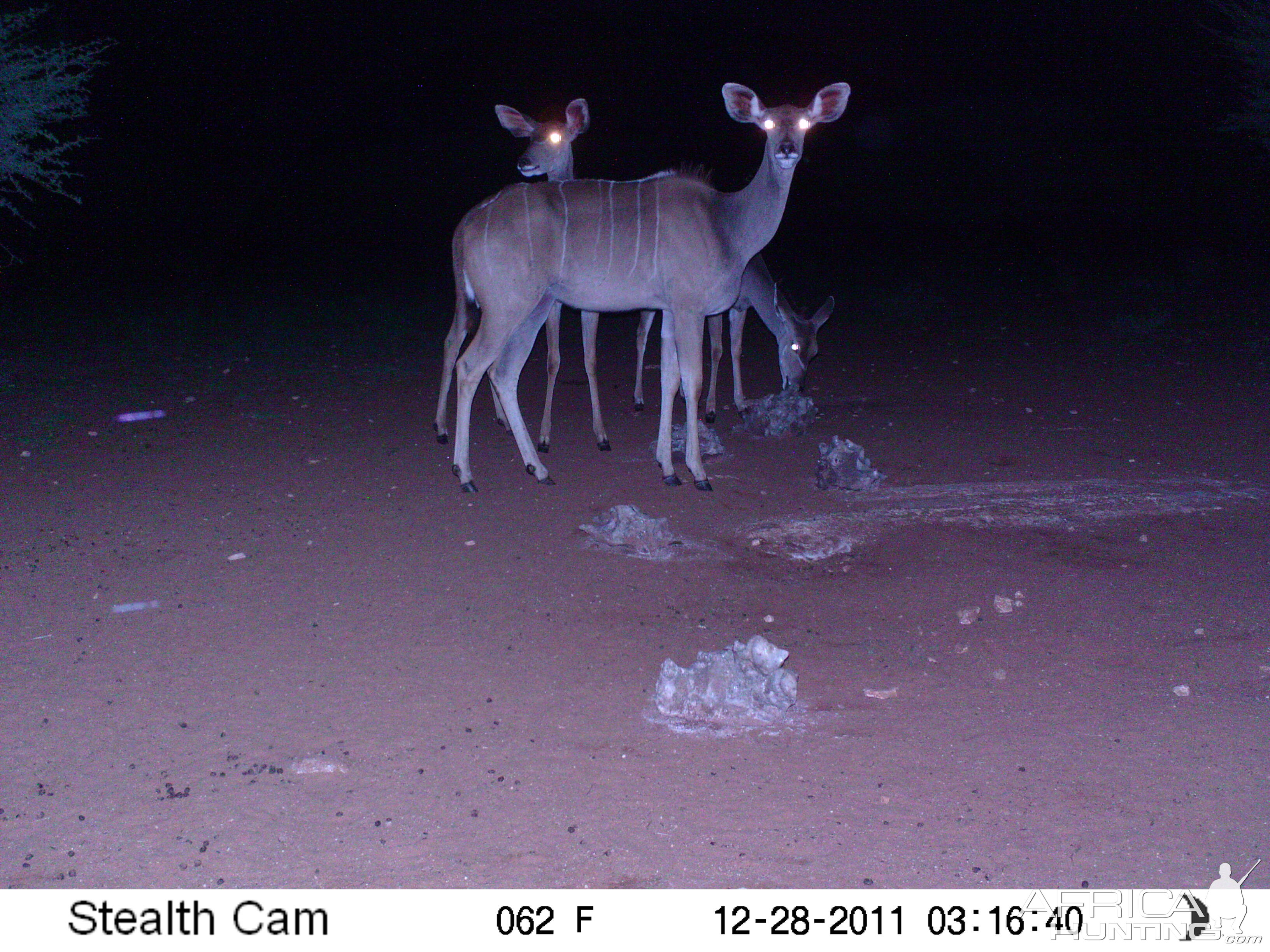 Trail Camera Namibia