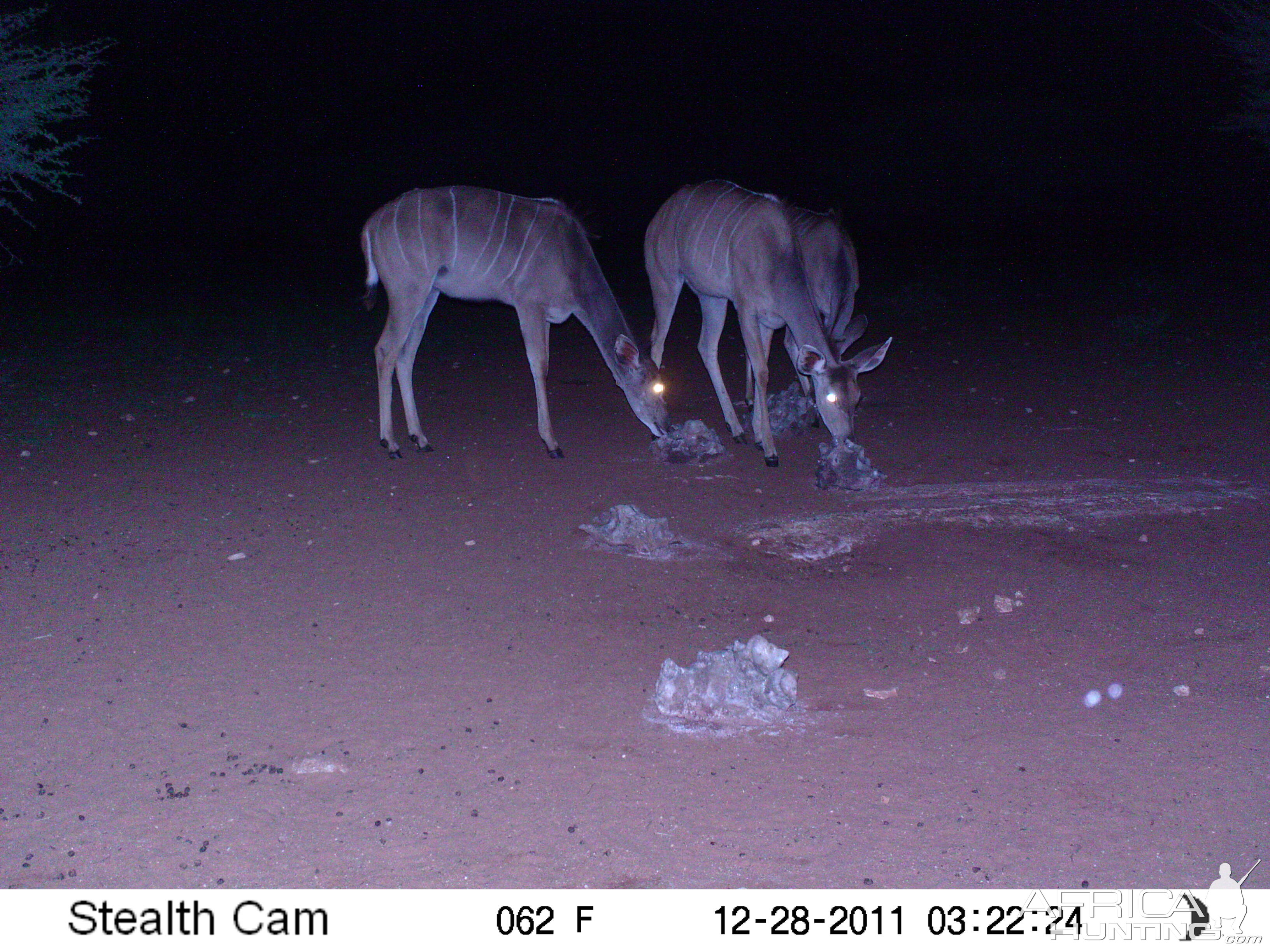 Trail Camera Namibia