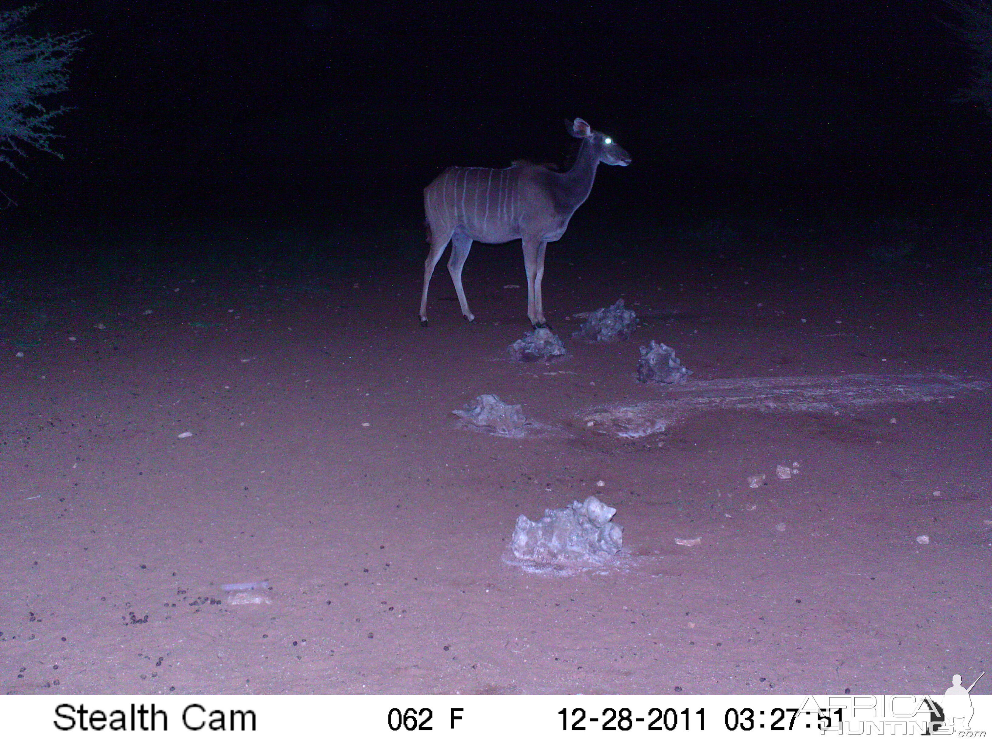 Trail Camera Namibia