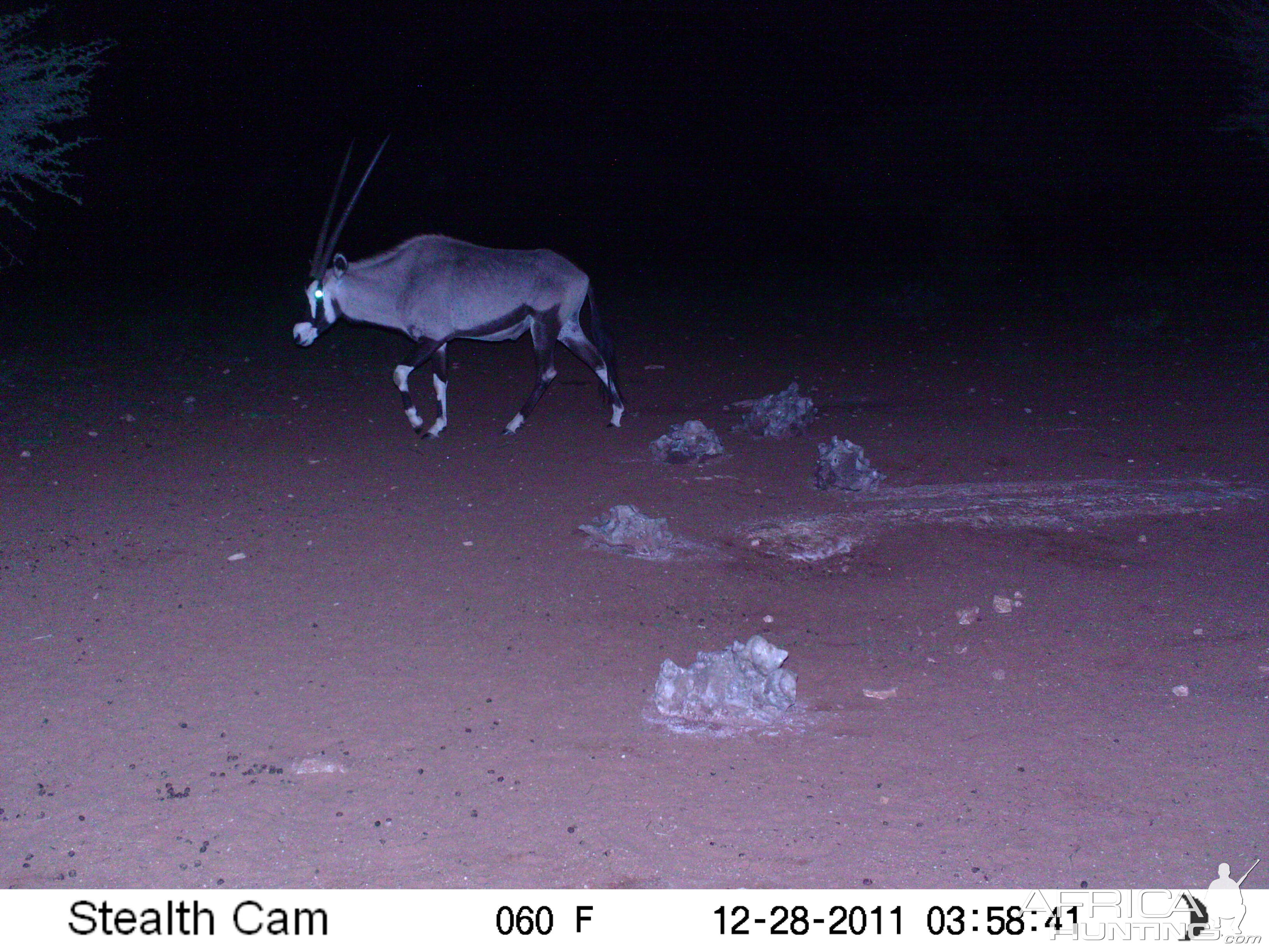 Trail Camera Namibia