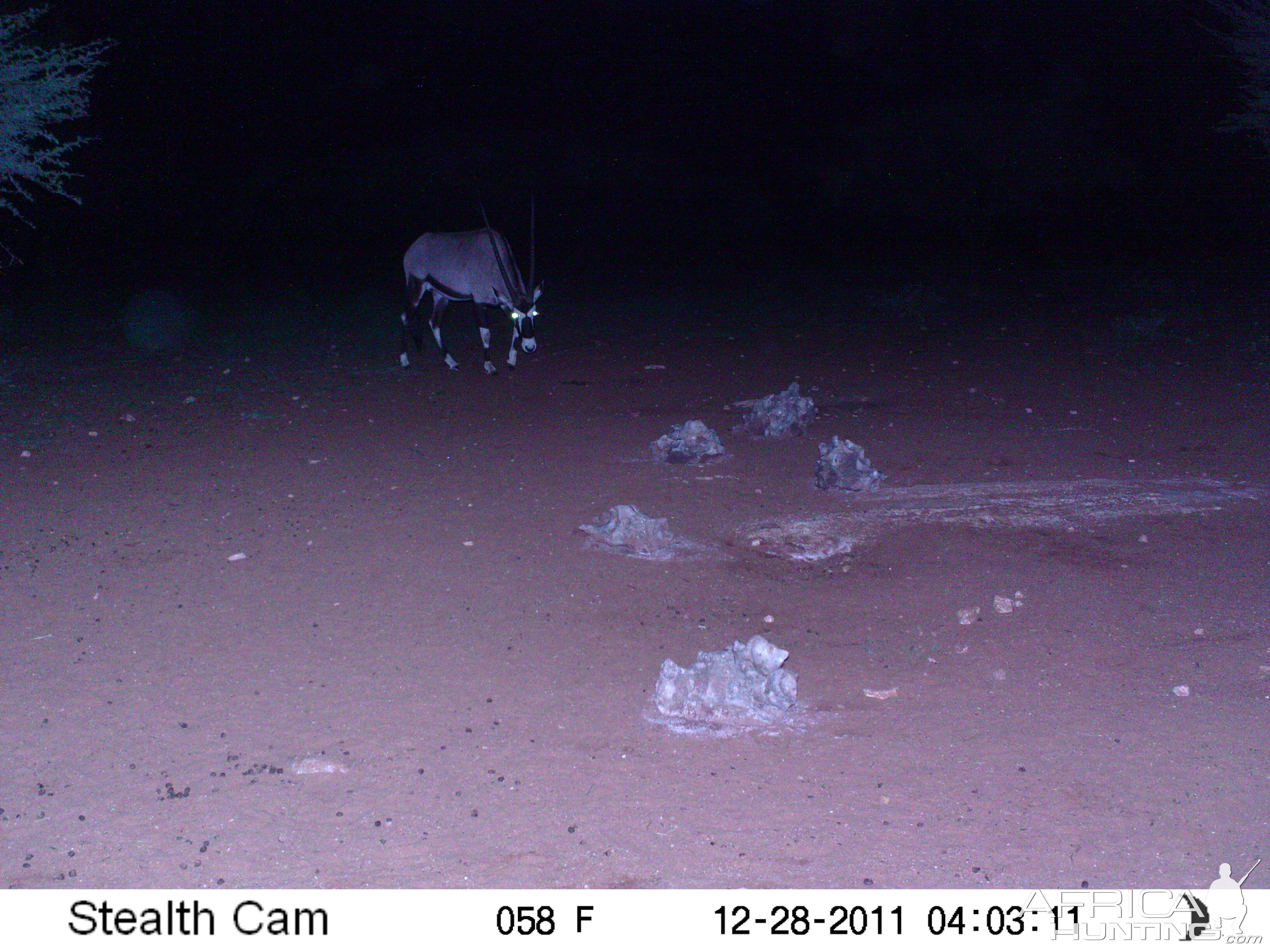 Trail Camera Namibia