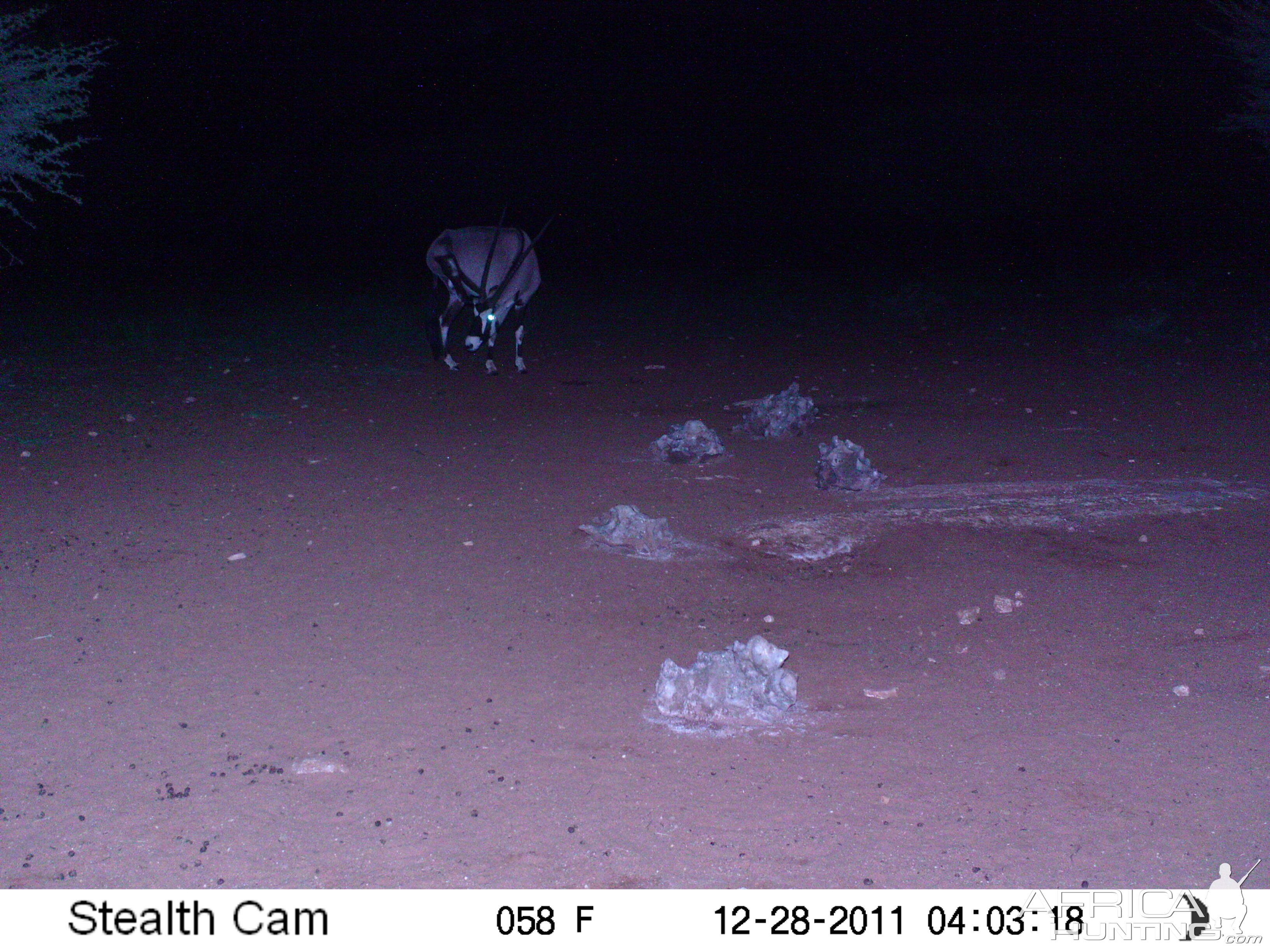 Trail Camera Namibia