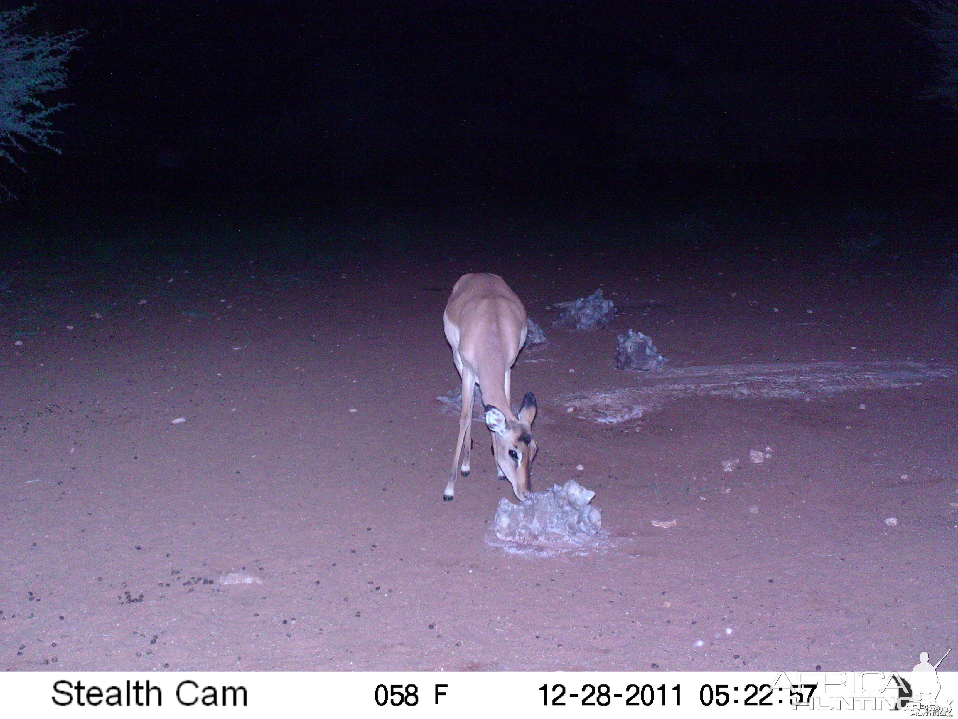 Trail Camera Namibia