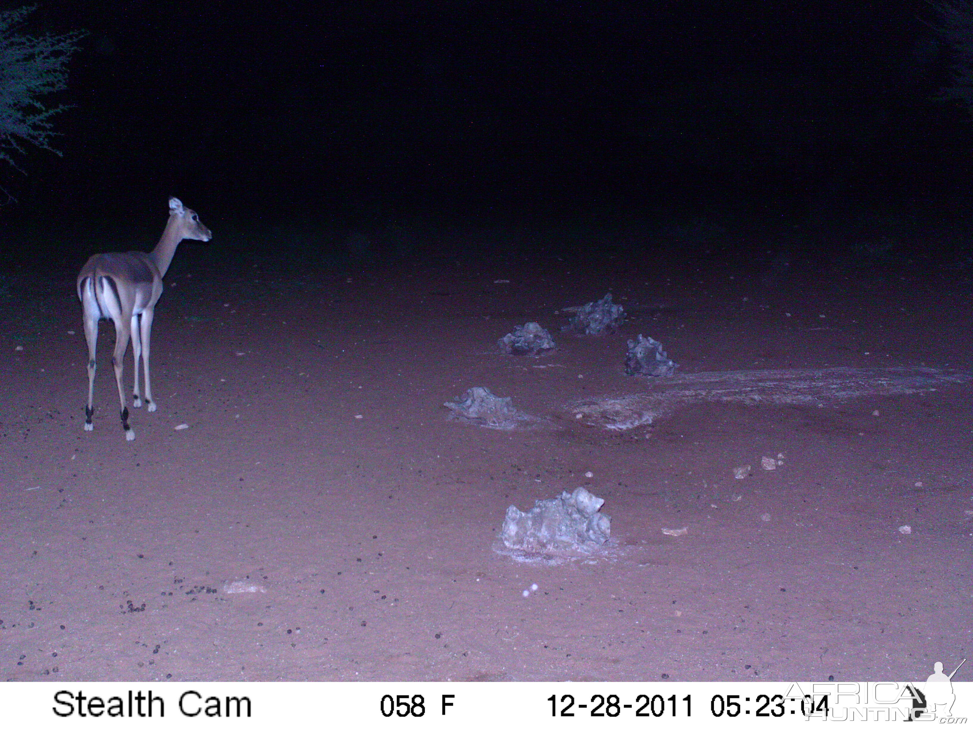 Trail Camera Namibia