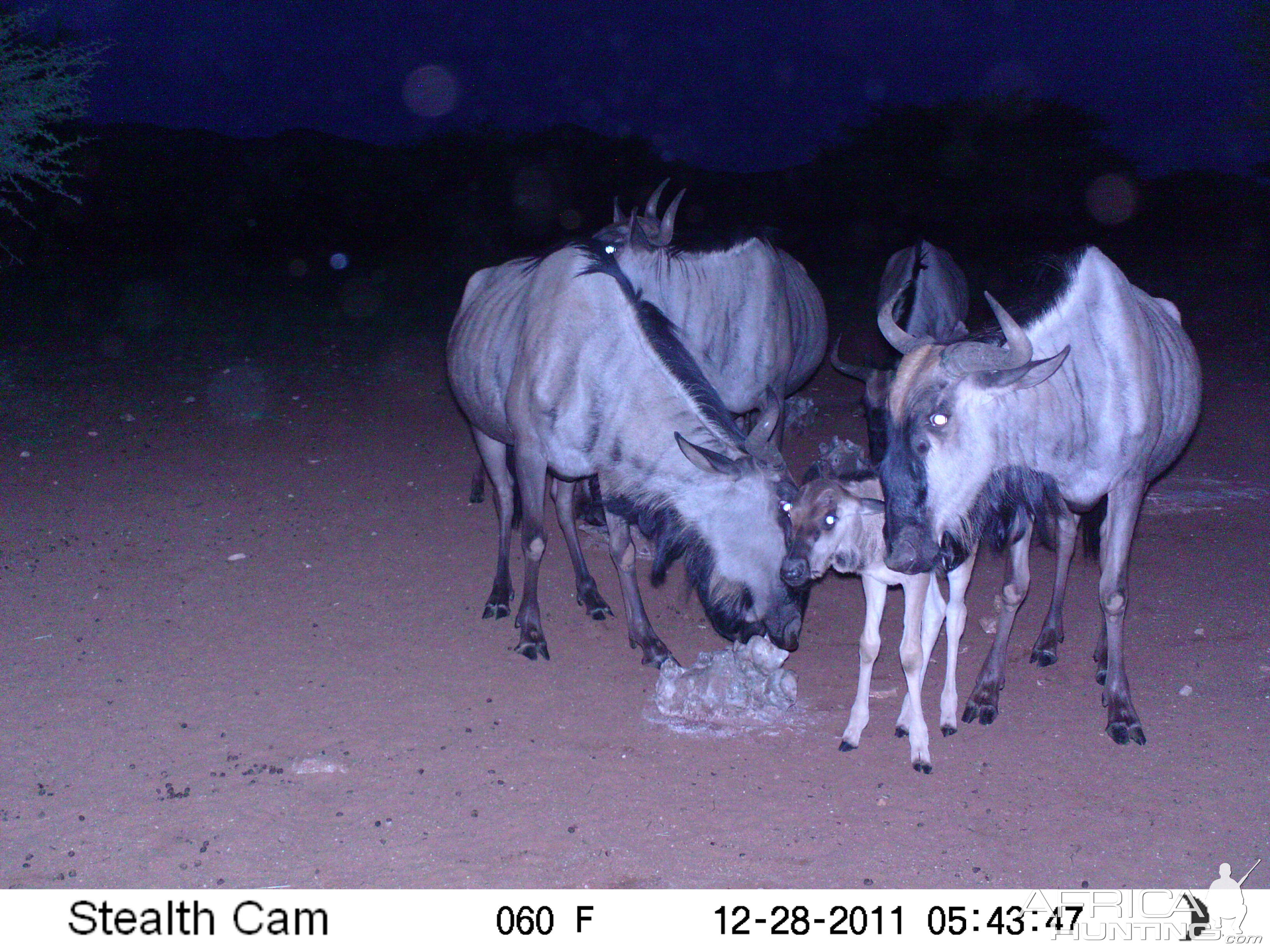 Trail Camera Namibia