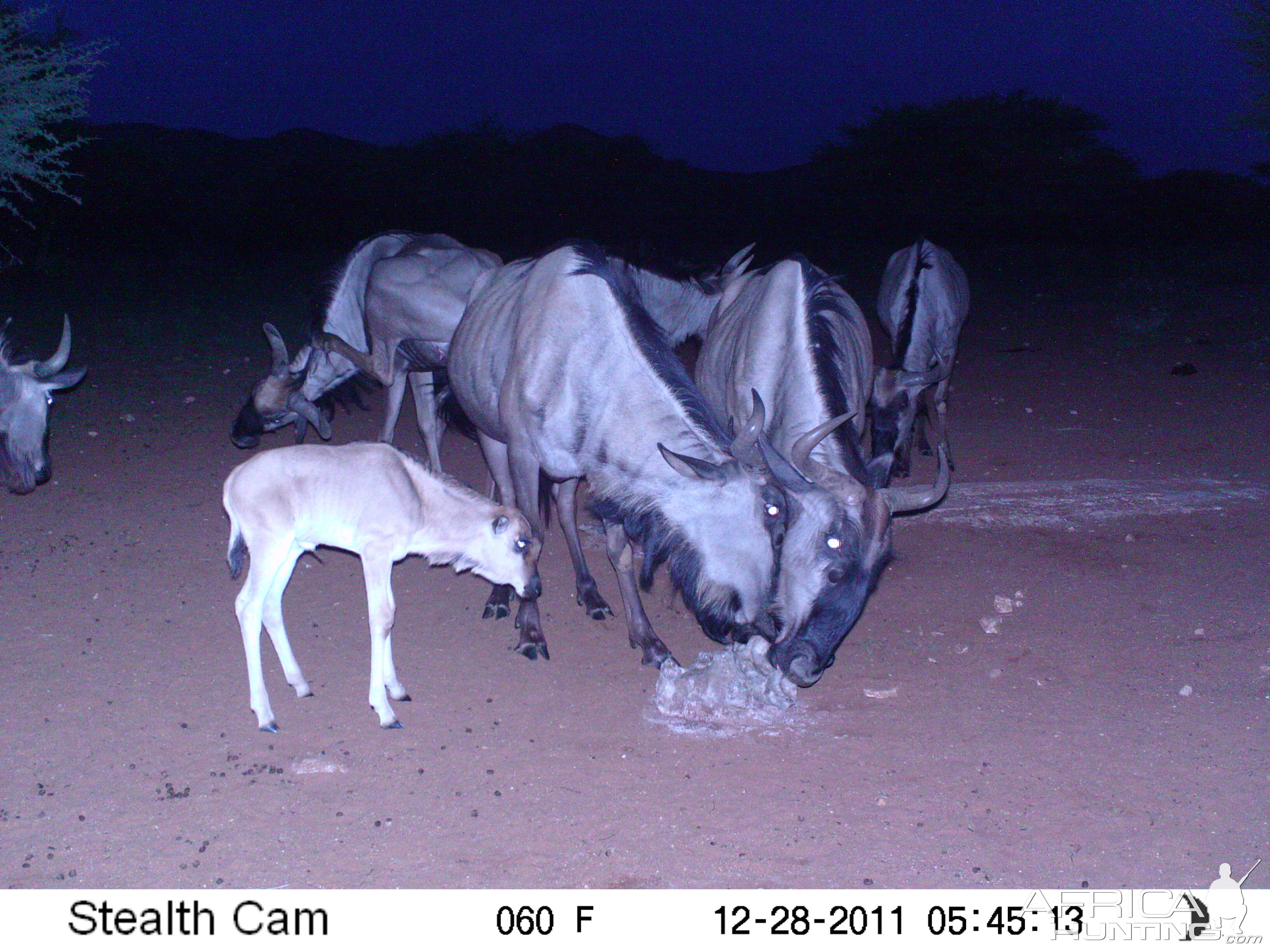 Trail Camera Namibia