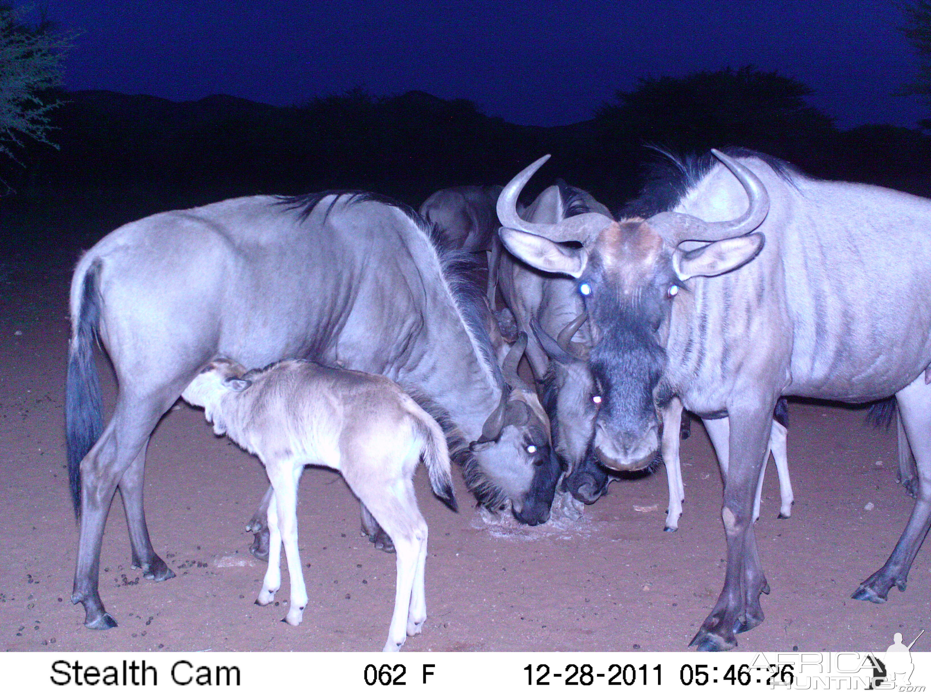 Trail Camera Namibia