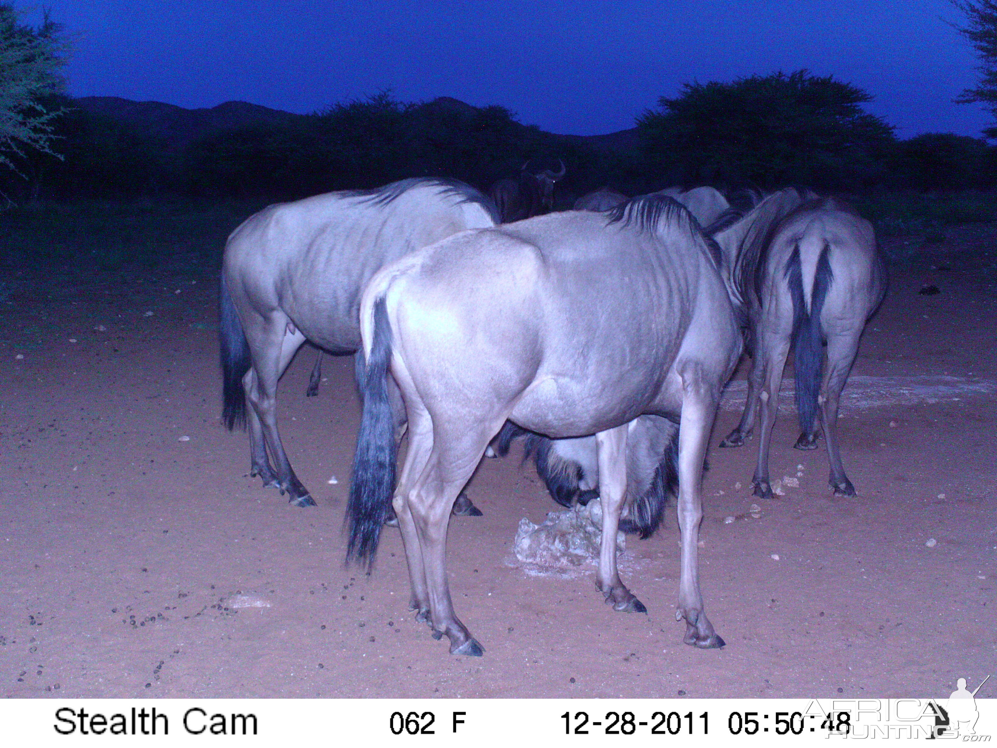 Trail Camera Namibia