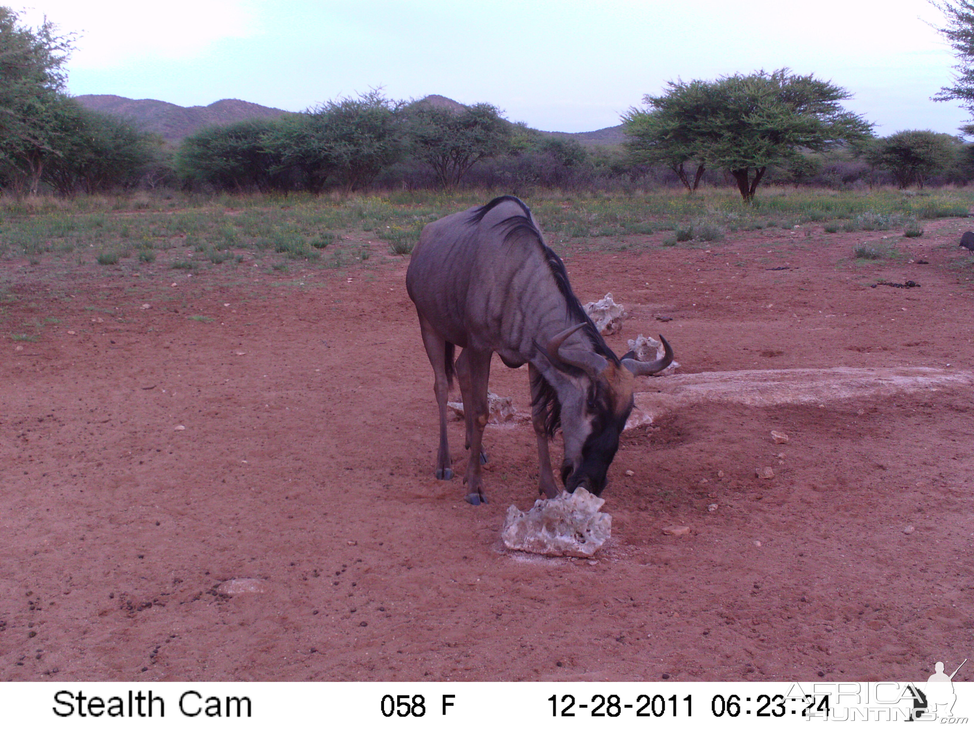 Trail Camera Namibia