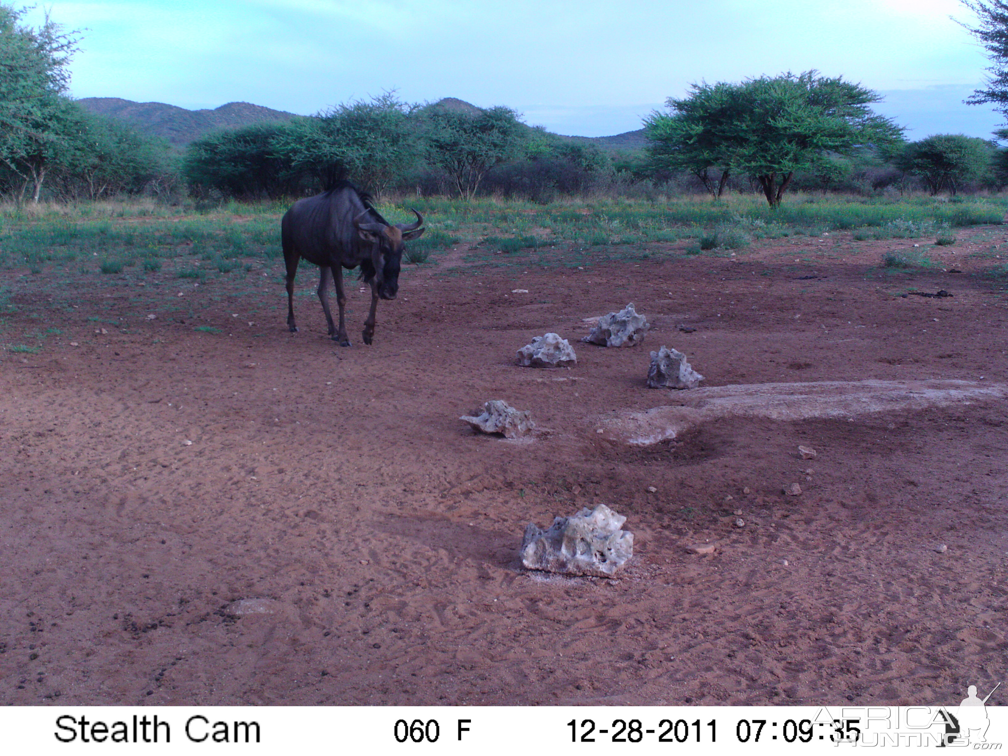 Trail Camera Namibia